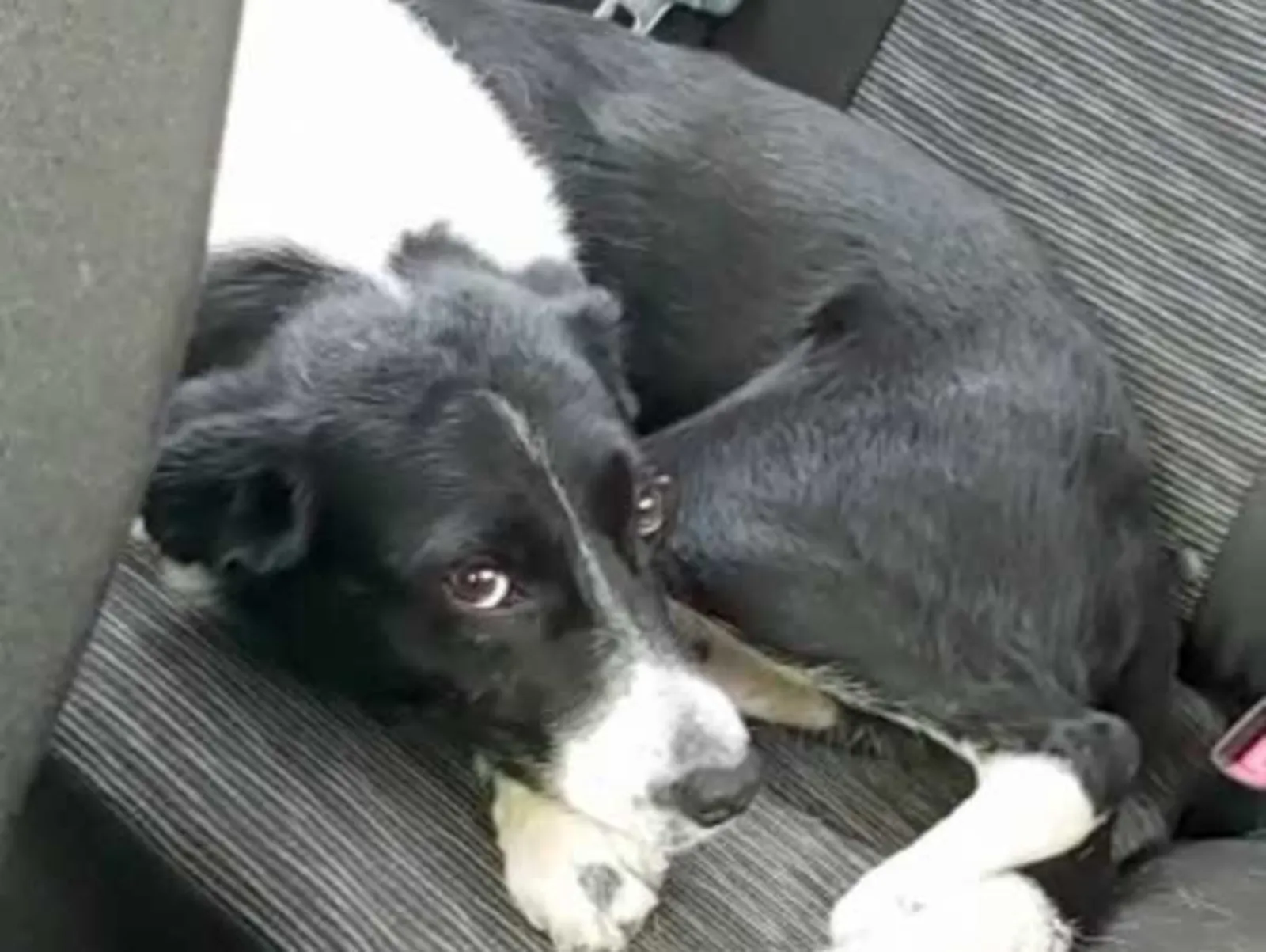 Hund im Auto