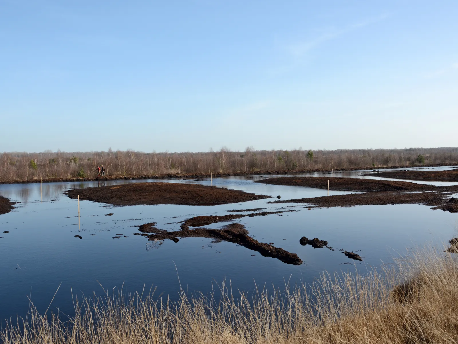 Wasser im Moor