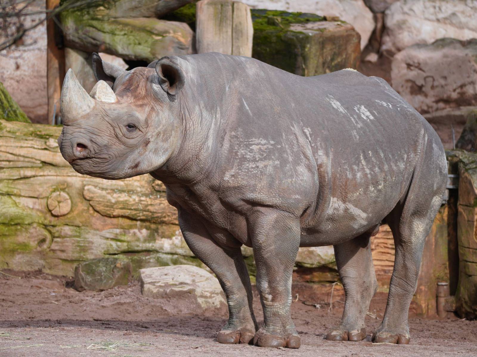 Ein Nashorn in seinem Gehege.