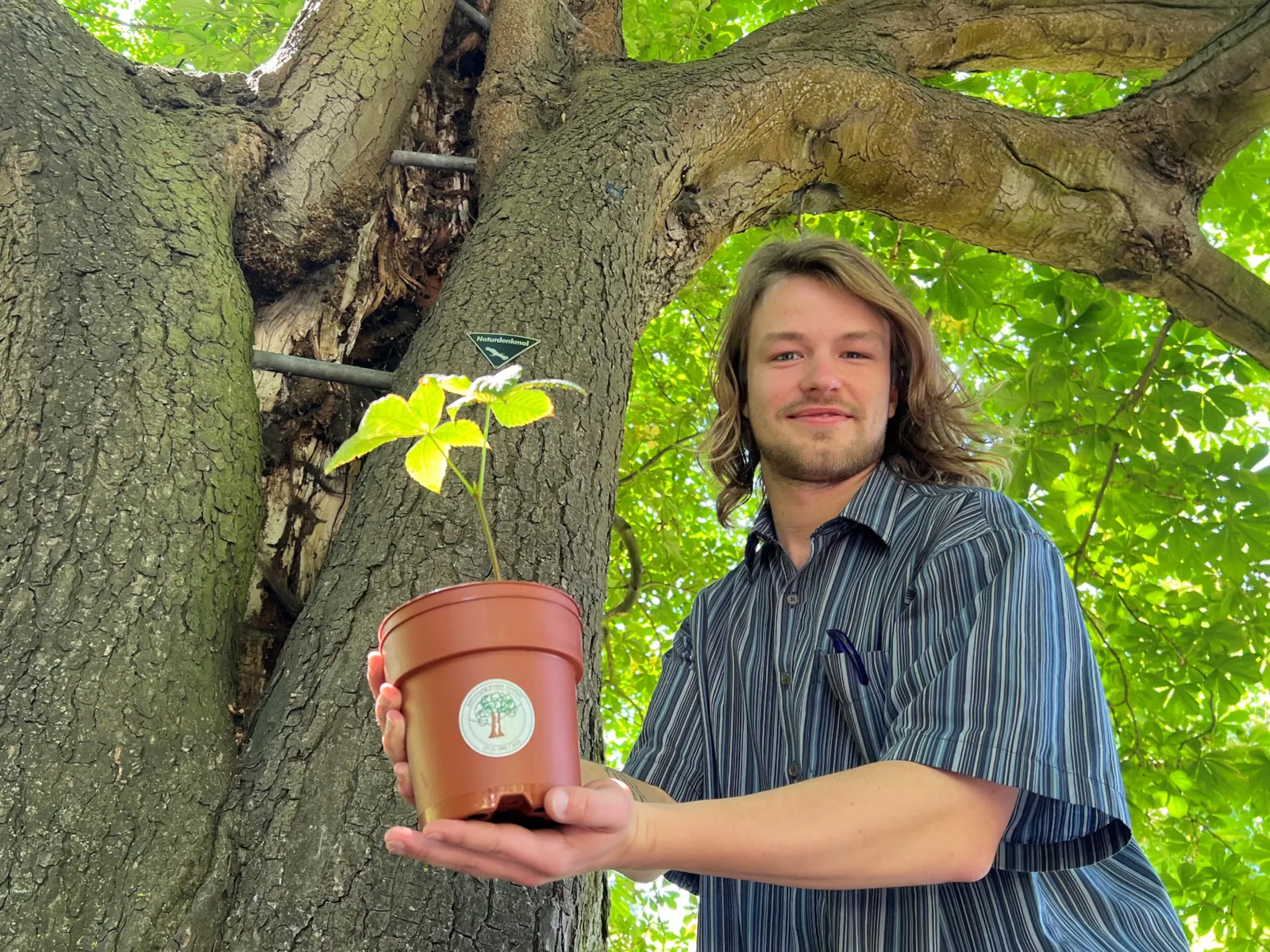 Ein Mann steht vor einem gro&szlig;en Kastanienbaum und h&auml;lt einen Topf mit einem Setzling in den H&auml;nden.