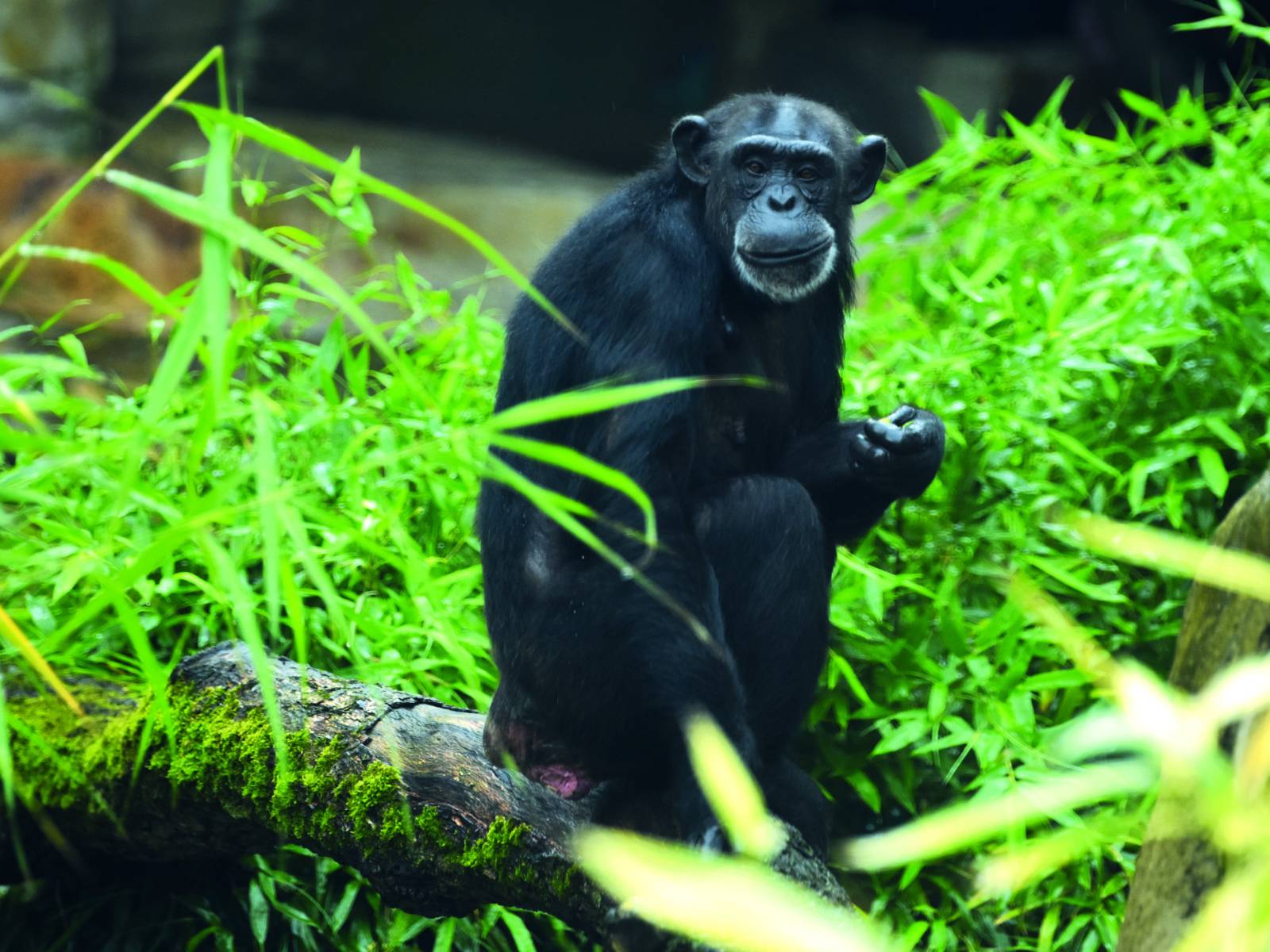 Erlebnis-Zoo Hannover