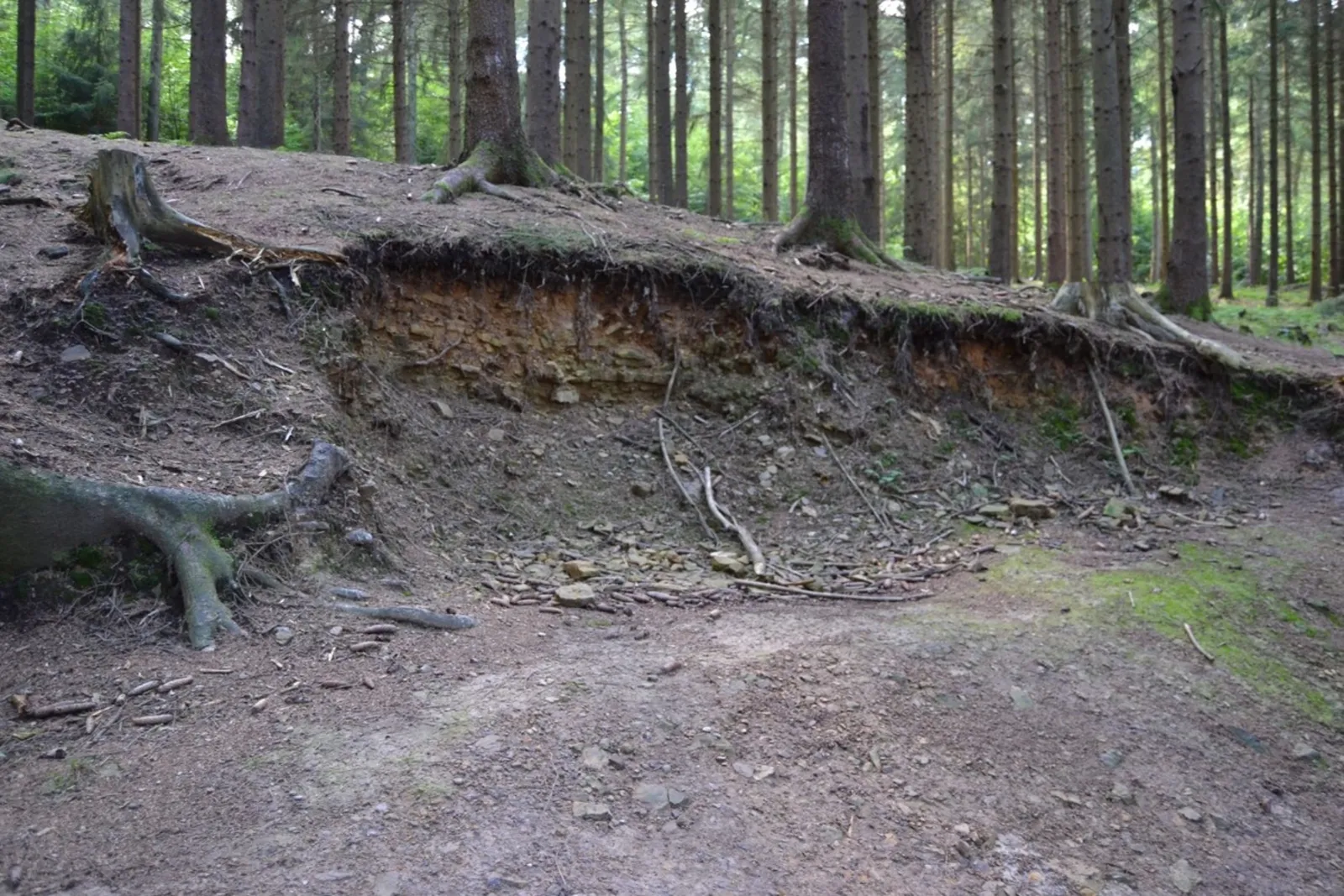 Wurzeln von B&auml;umen entlang einer Kante eines Trails