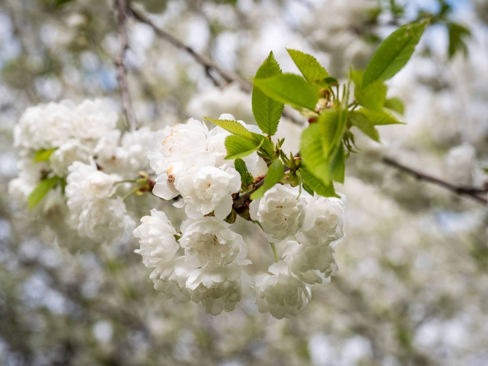 Weiße Kirschblüten