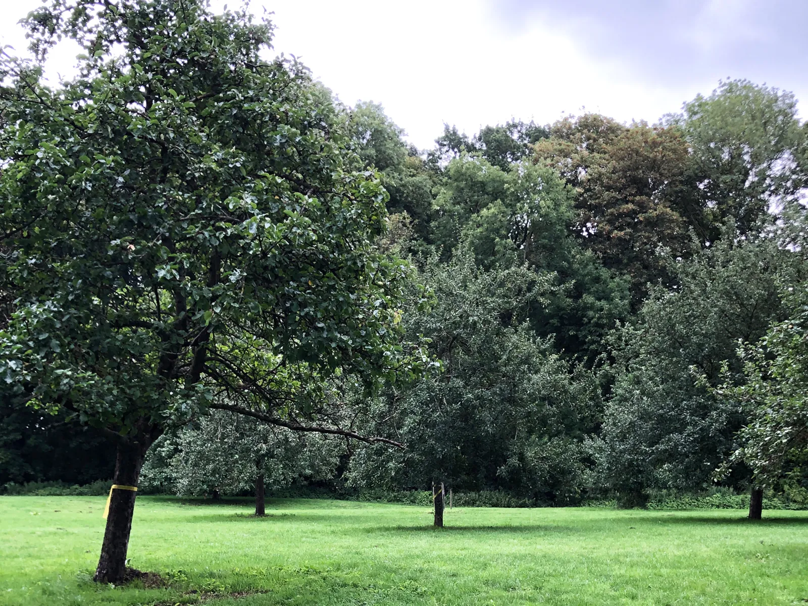 Bäume auf einer Wiese. Einer hat ein gelbes Band.
