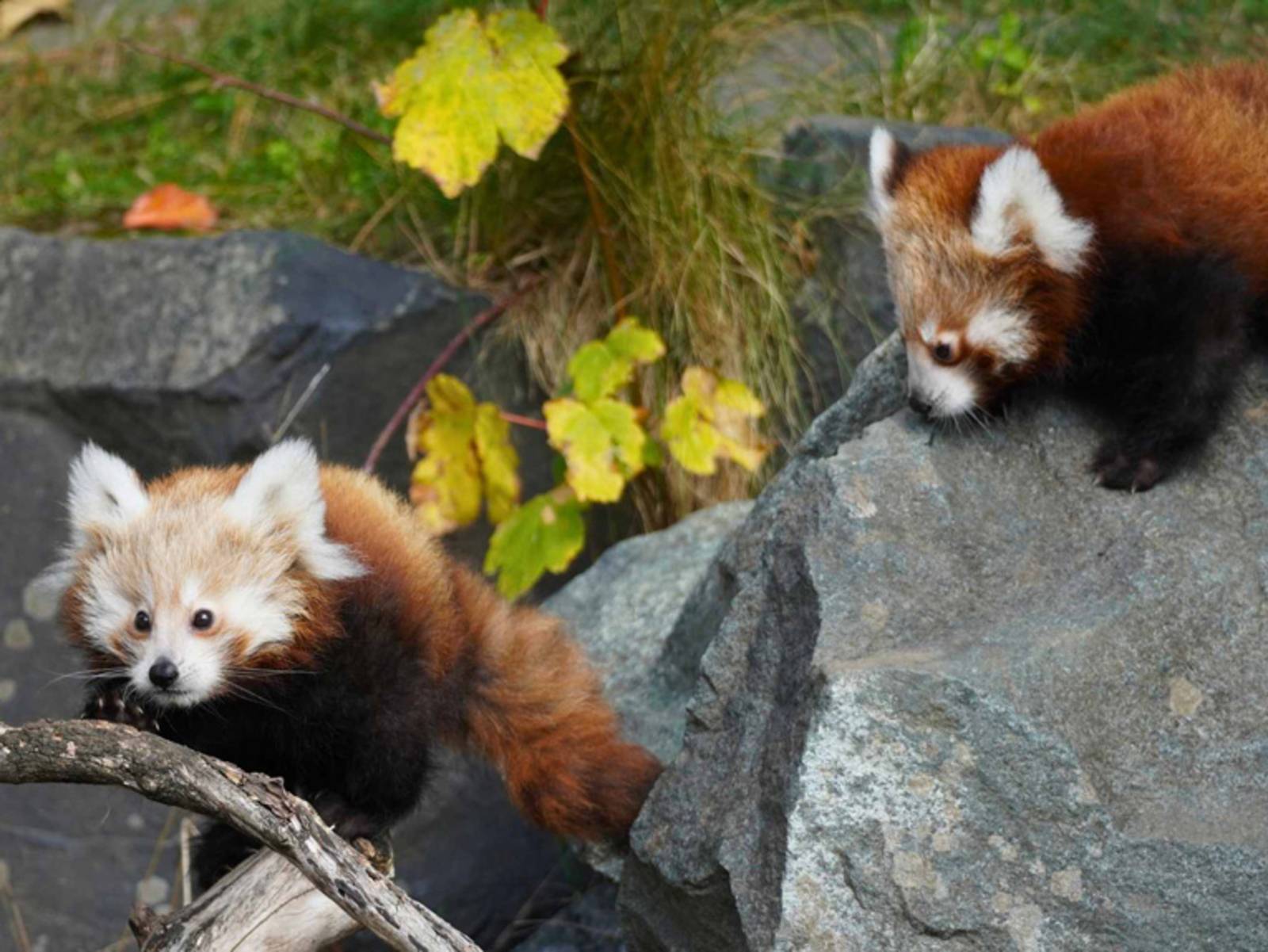 Zwei Jungtiere der Kleinen Pandas bei den ersten Kletterversuchen im Erlebnis-Zoo Hannover