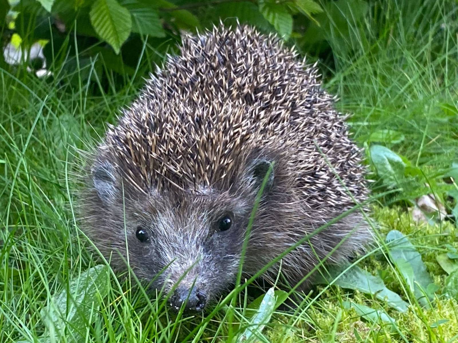 Igel im Gras
