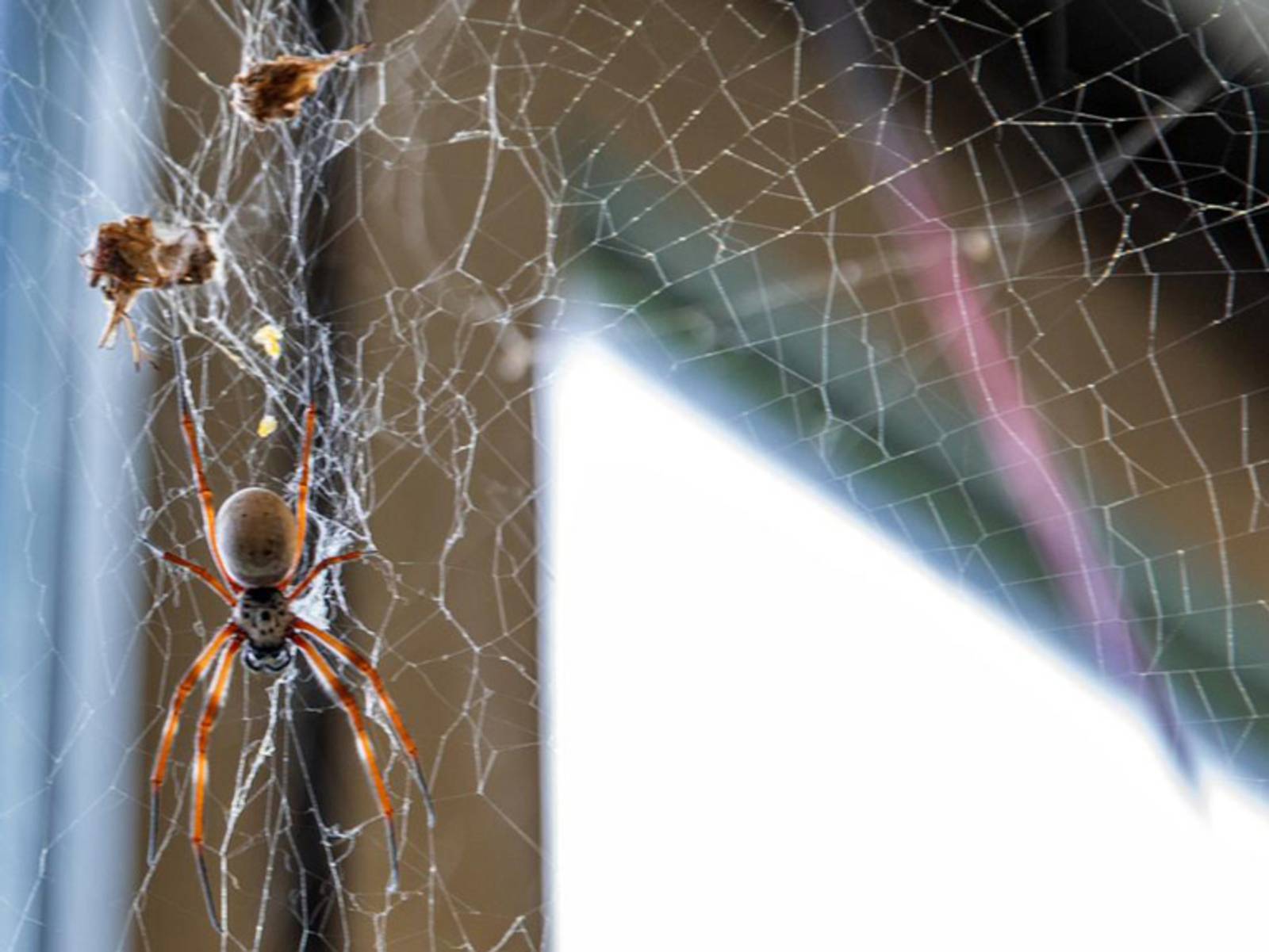 Eine ausgewachsene Radnetzspinne in einem Spinnennetz in einem Labor