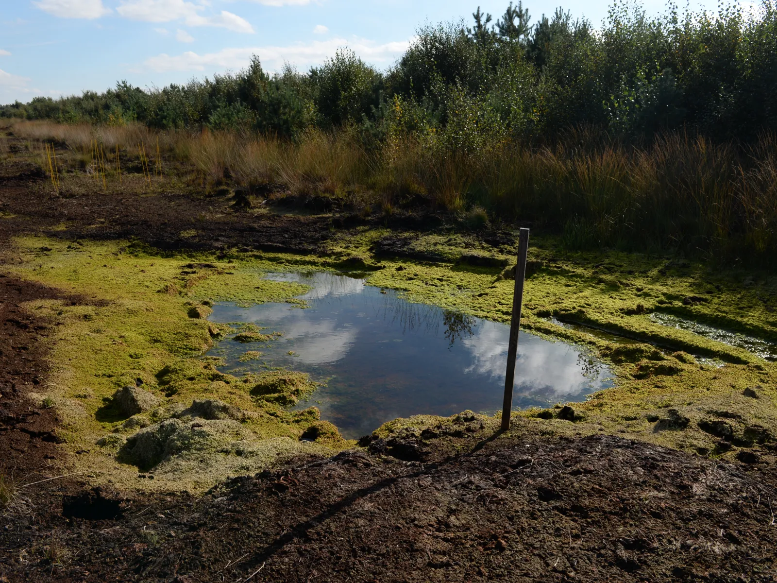 Moor- und Wasserfl&auml;chen