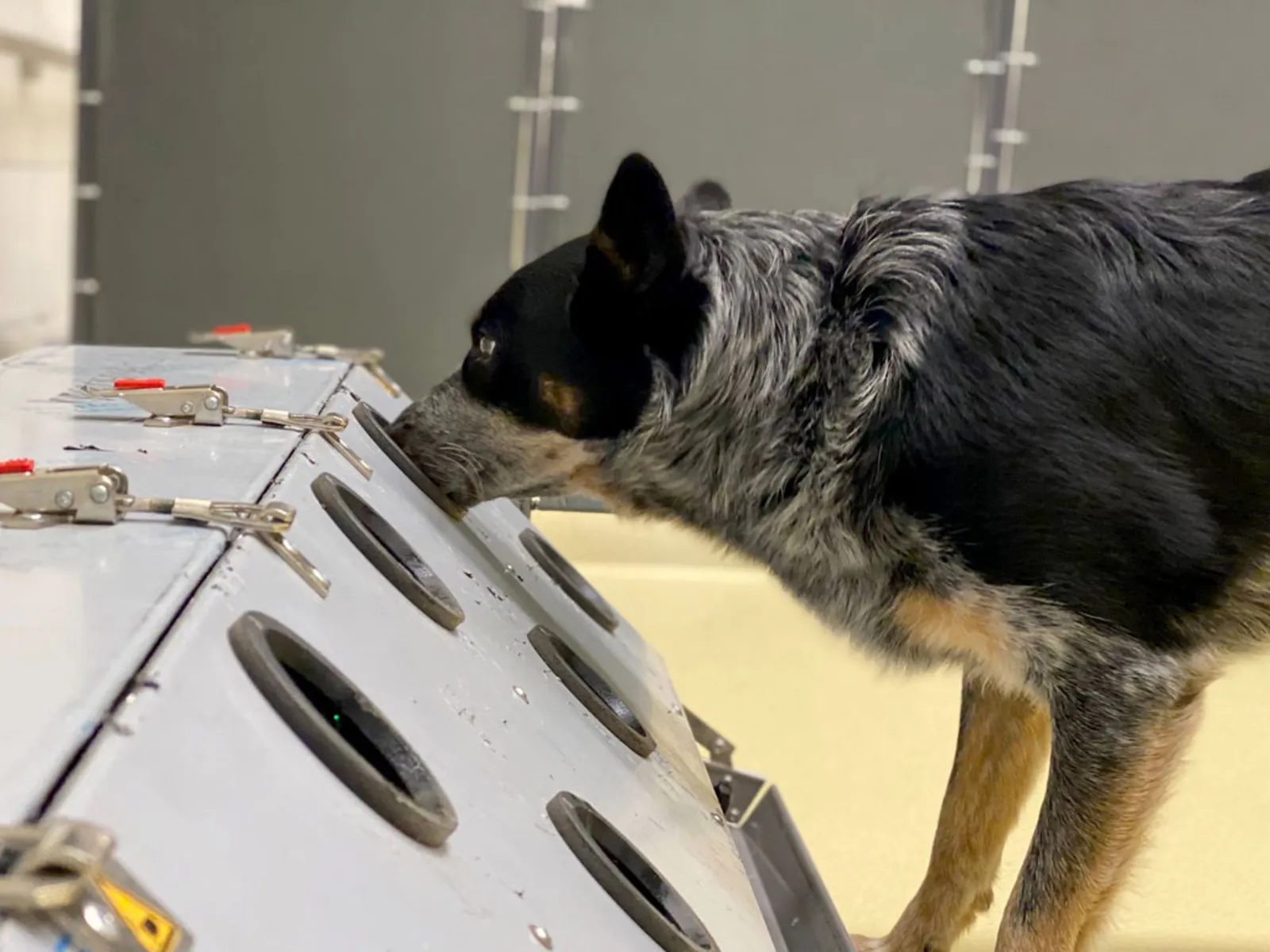 Hund steckt seine Nase in eine runde Öffnung.