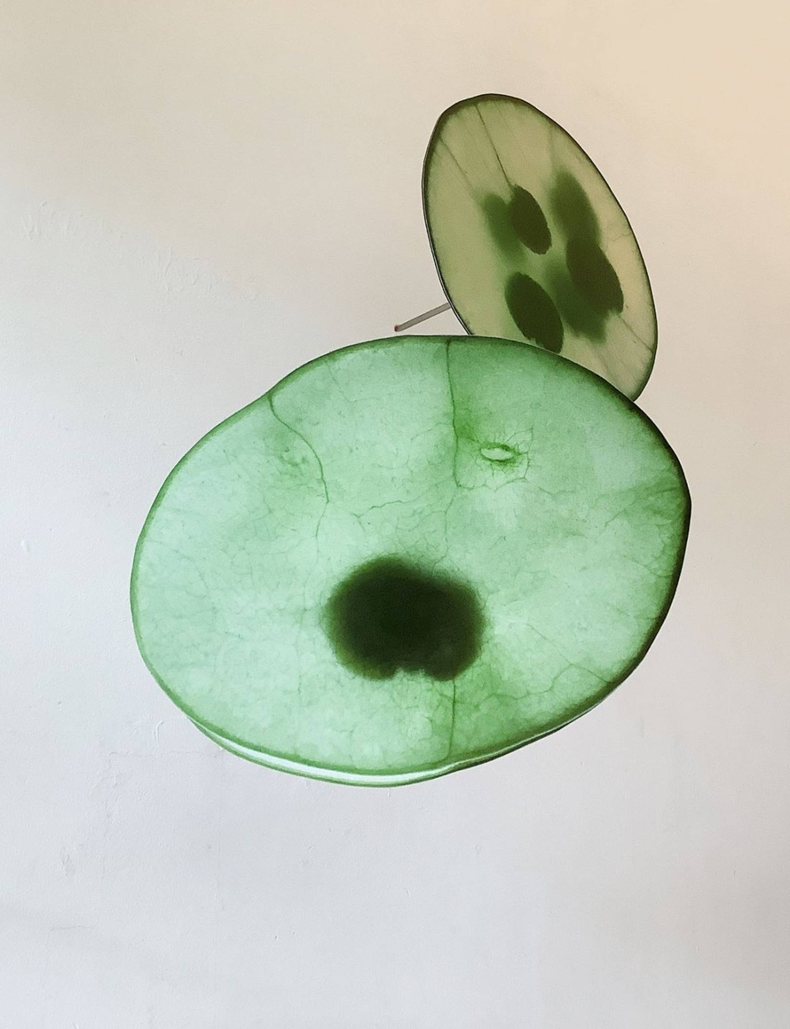 Zu sehen ist eine Nahaufnahme eines Pflanzenteils vor einem hellen, durchscheinenden Hintergrund. Dies ist eine Arbeit von Kwanho Yuh
