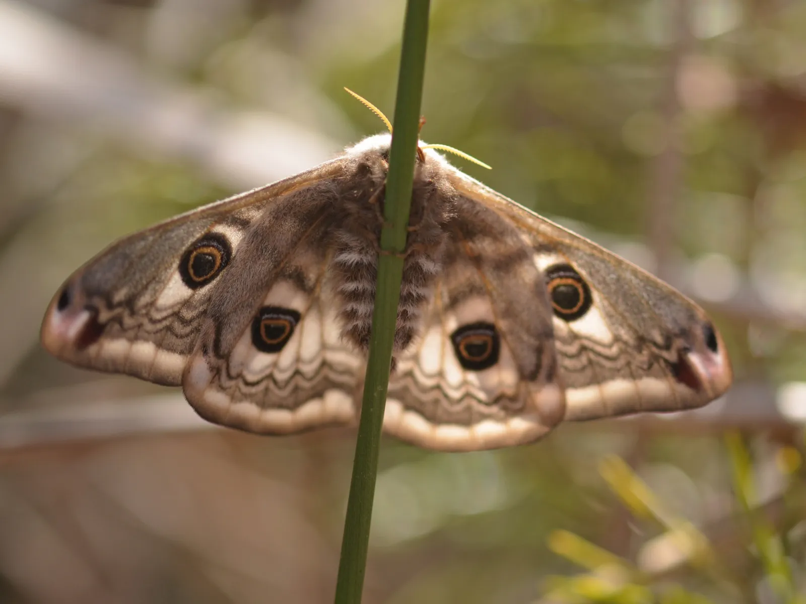 Schmetterling