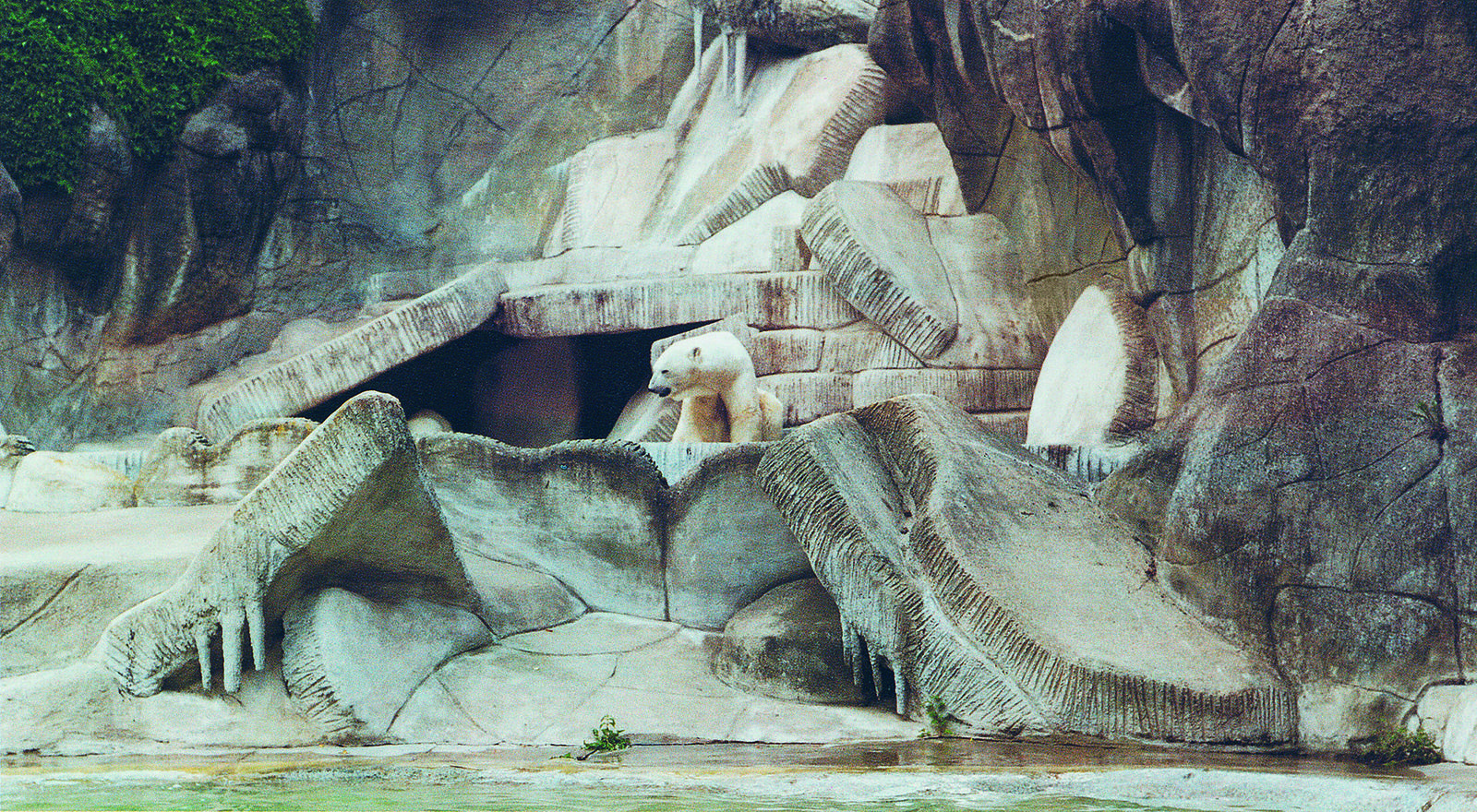 Zu sehen ist eine Fotografie von Candida H&ouml;fer. Auf dem Foto ist ein Eisb&auml;r im Hamburger Zoo aus dem Jahr 1992 zu sehen.