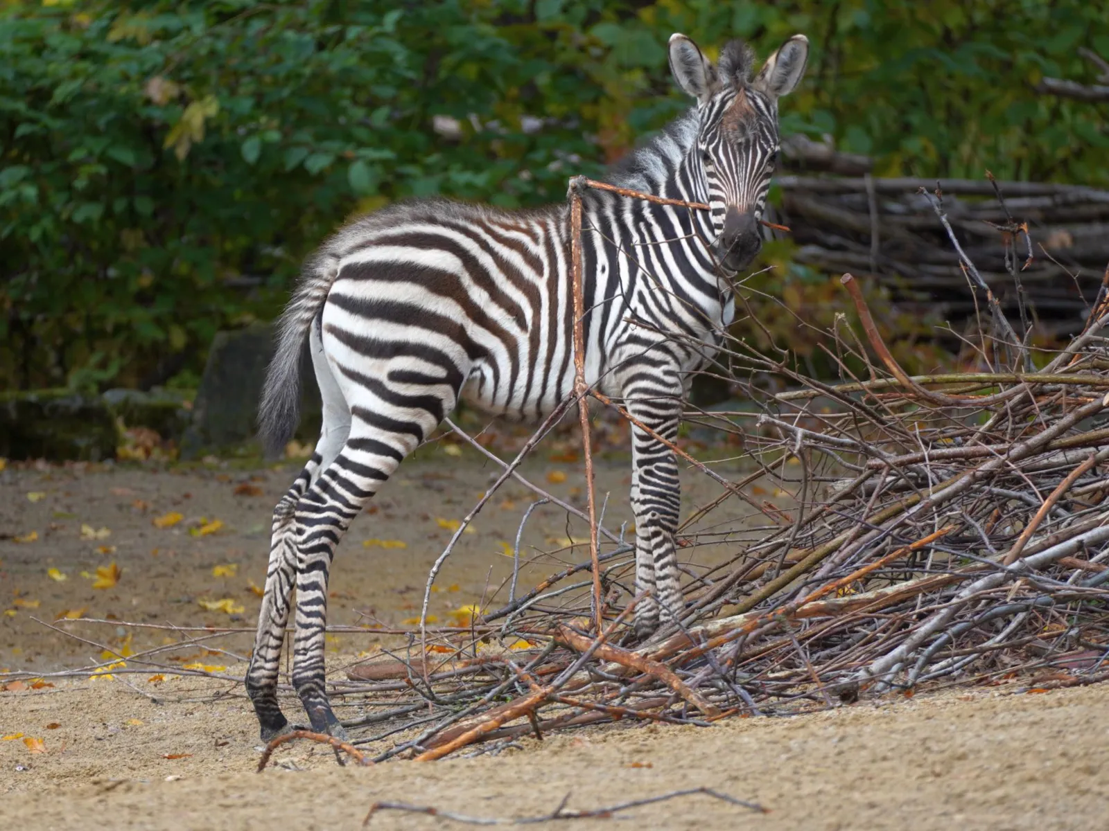 Ein junges Zebra steht vor einem Haufen Zweige.