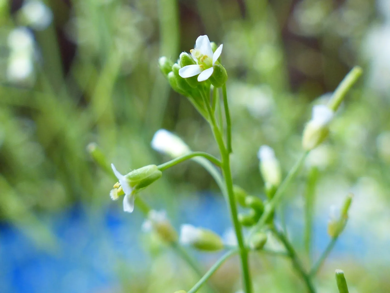 Blüten