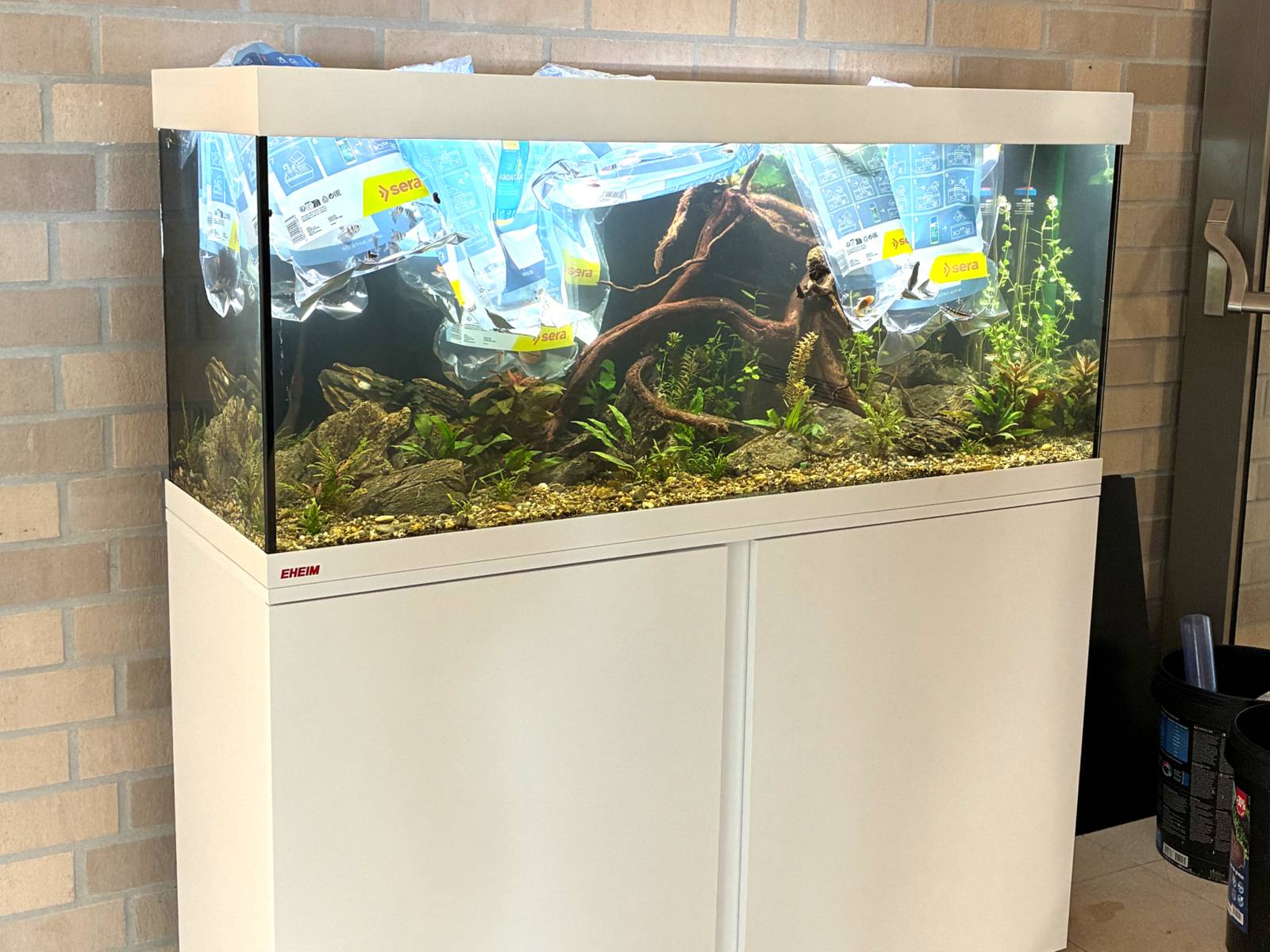 Das Aquarium mit den Schulfischen ist zurück an der Grundschule Beuthener Straße und sorgt für Freude bei den Schüler*innen.