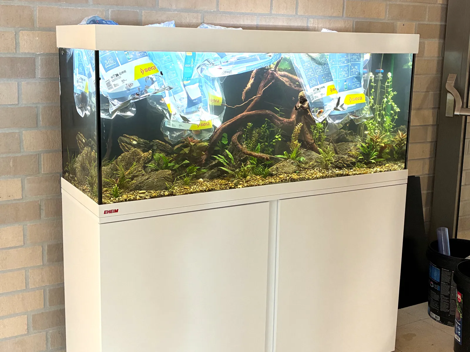 Das Aquarium mit den Schulfischen ist zurück an der Grundschule Beuthener Straße und sorgt für Freude bei den Schüler*innen.