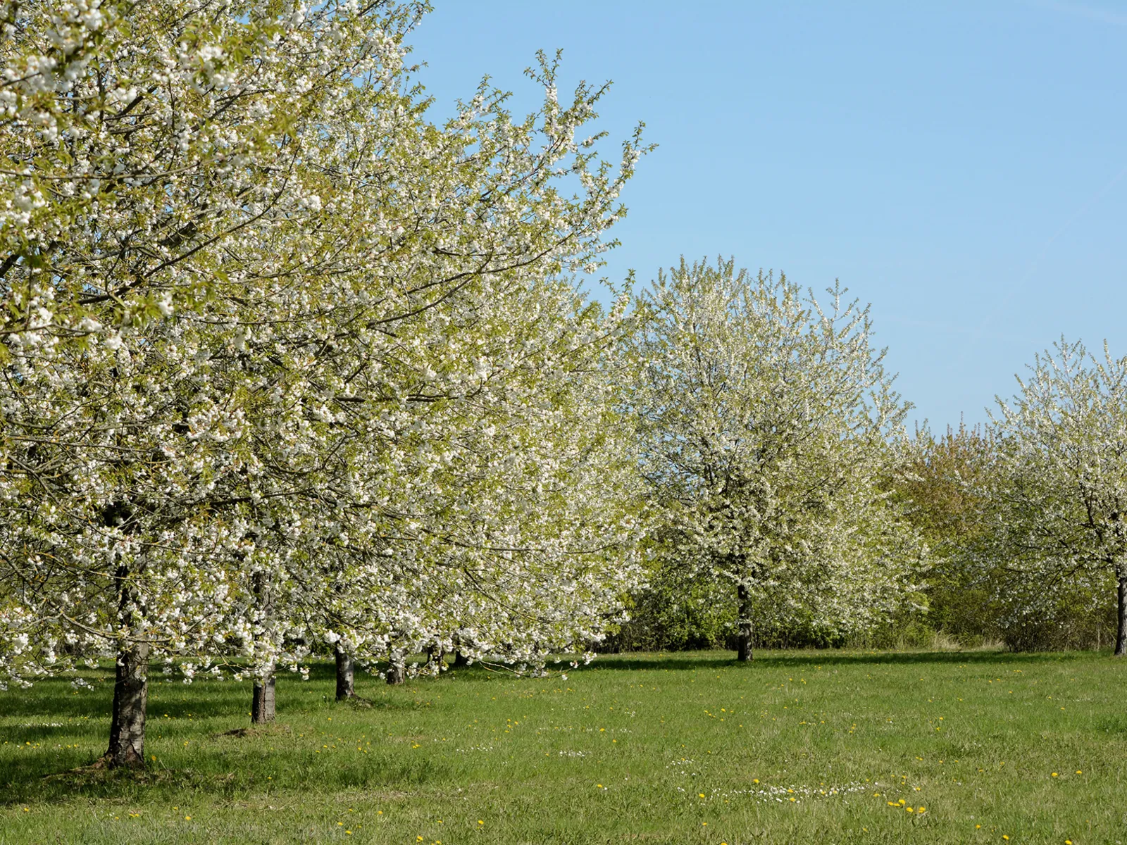 Eine Wiese mit Obstbäumen.