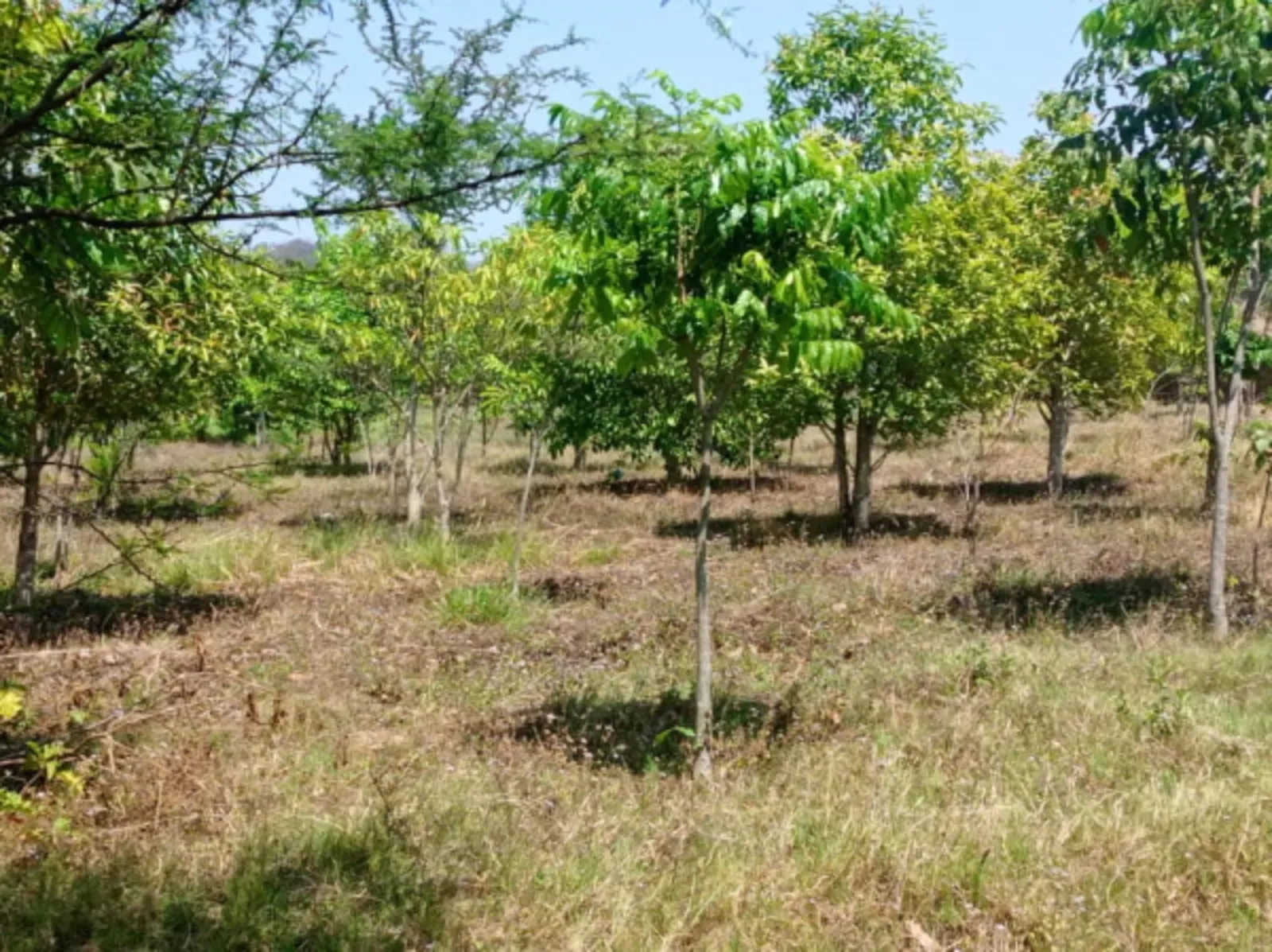 Das Sanjika Woodlot Aufforstungsprojekt der Stadt Blantyre