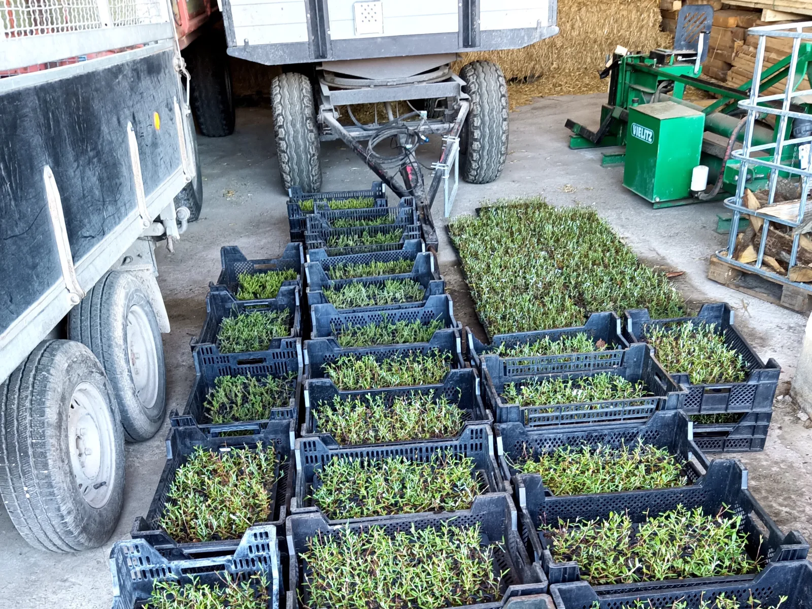 Junge Pflanzen in Plastikboxen f&uuml;r den Transport