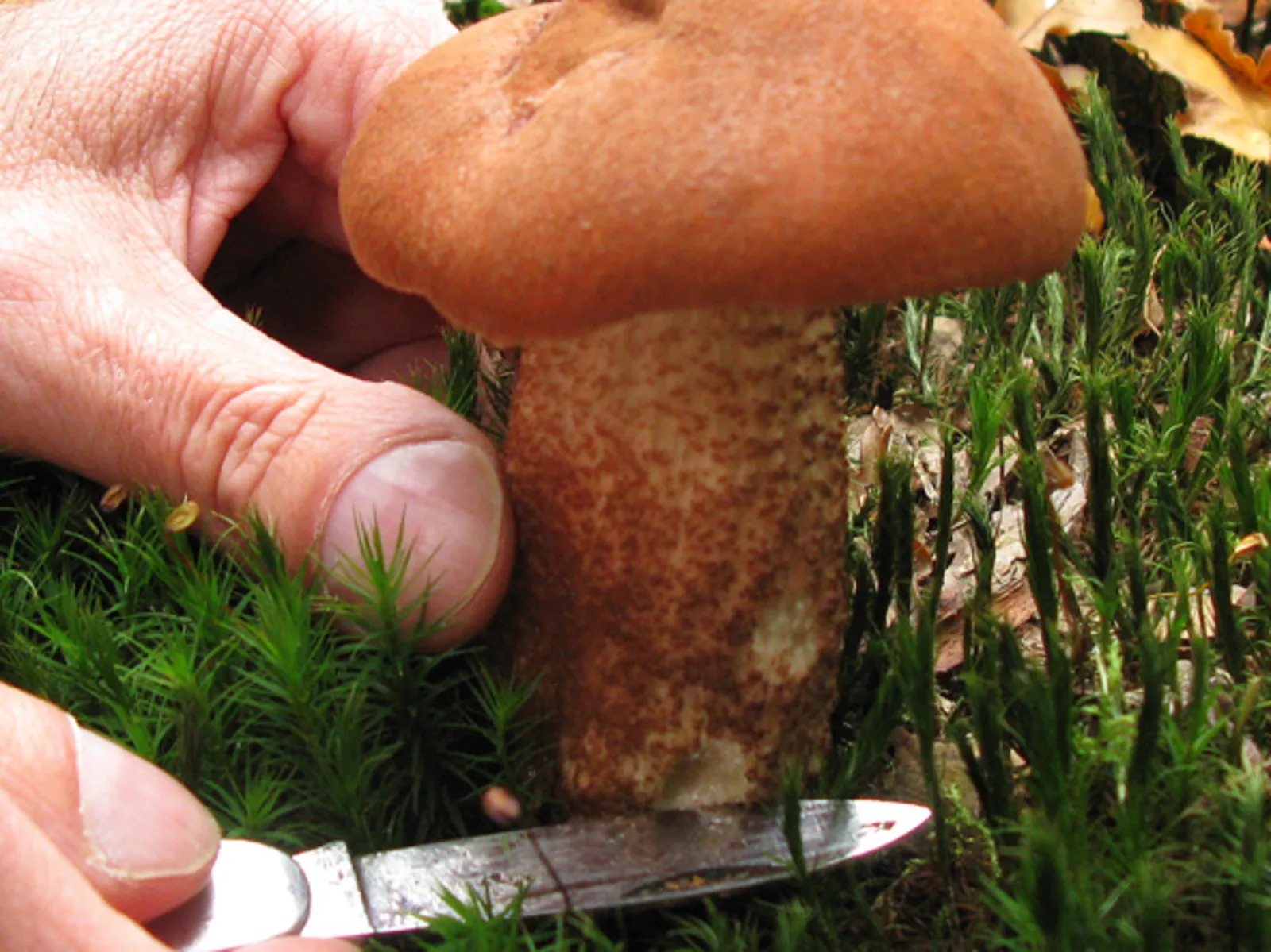 Ein Pilz wird unten abgeschnitten
