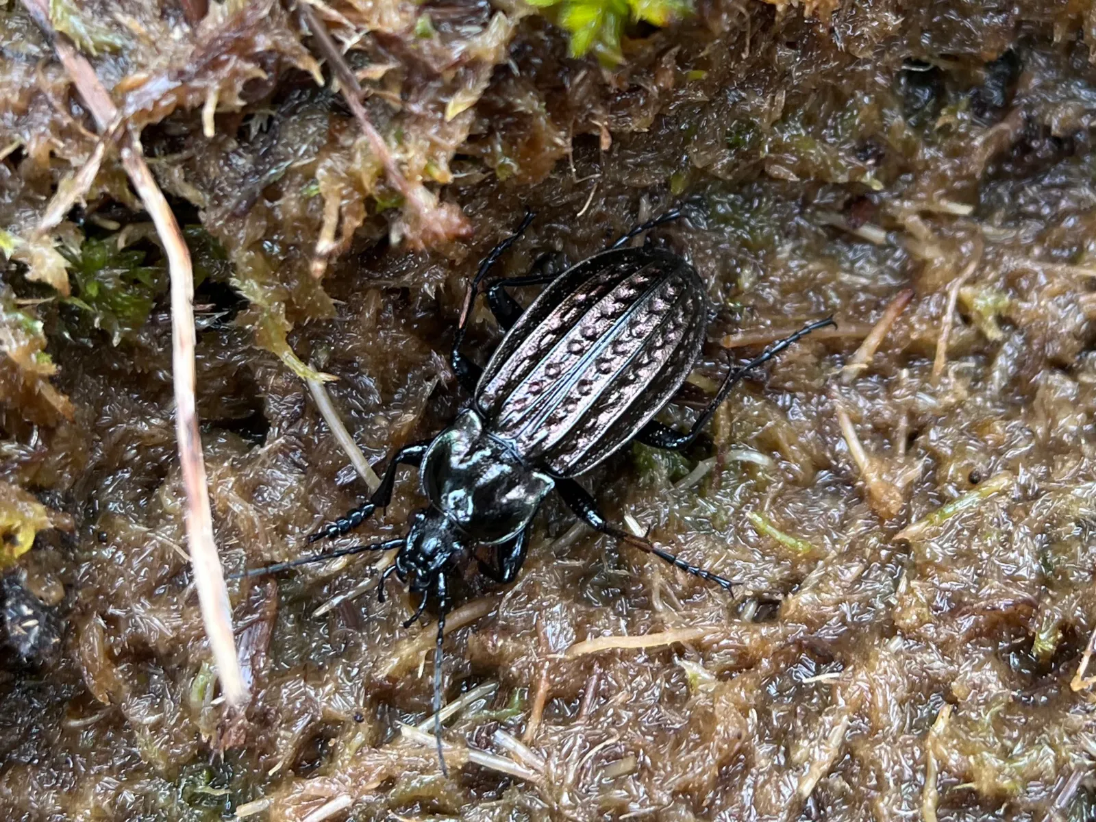 K&auml;fer