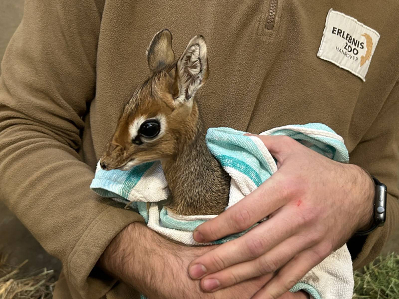 Ein Kirk-Dikdik-Jungtier eingewickelt in einem Handtuch