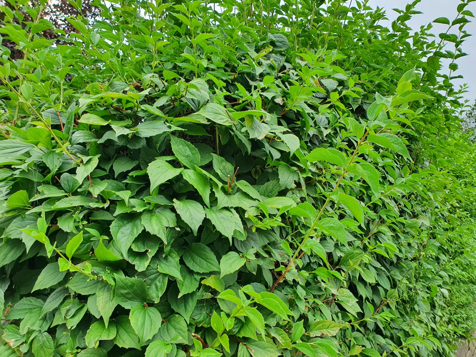 Eine grüne Hecke