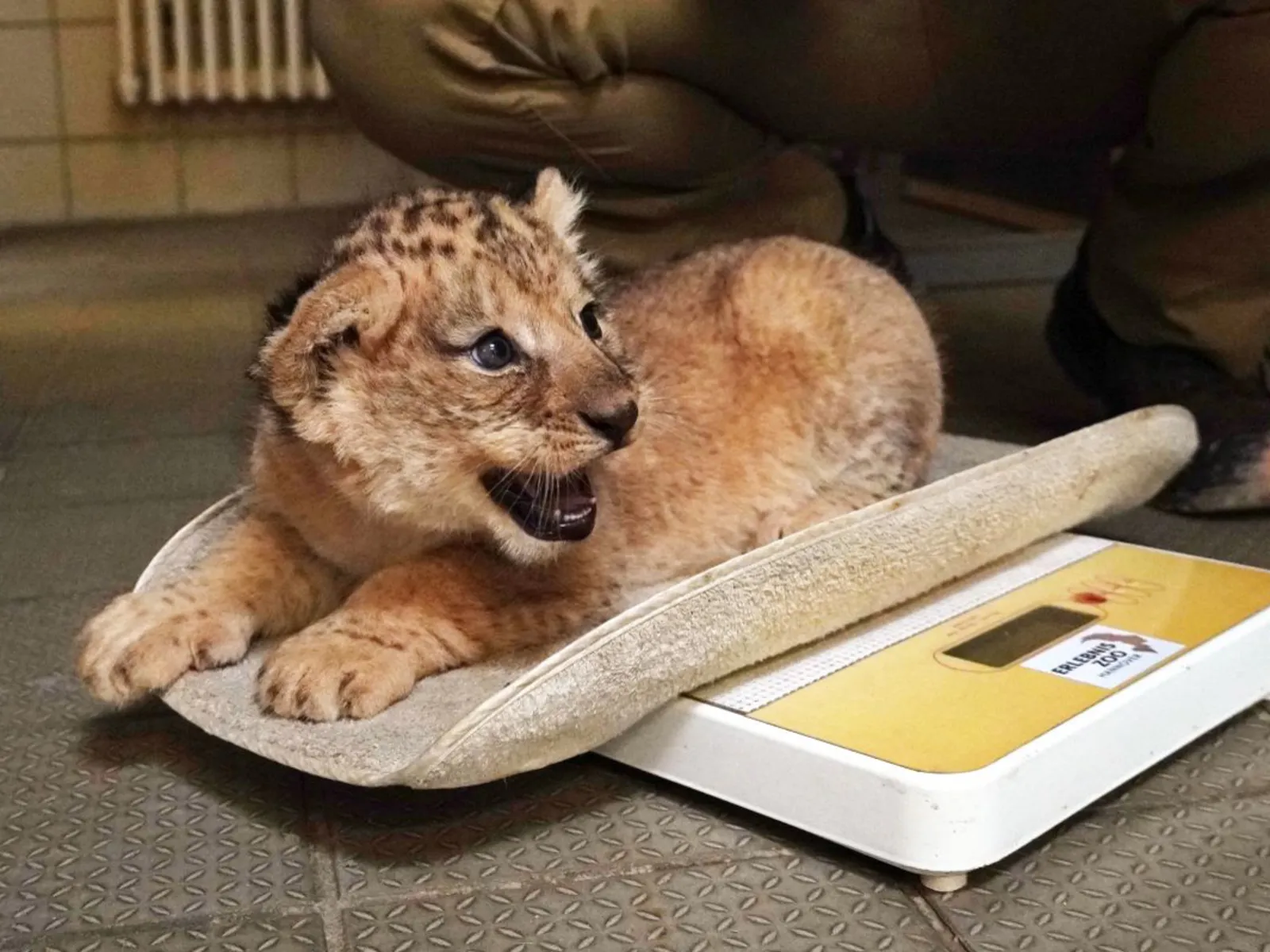 Löwen-Baby auf einer Waage.