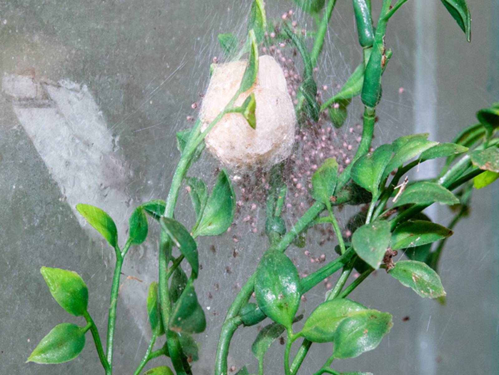 Ein Spinnenkokon an einer Pflanze