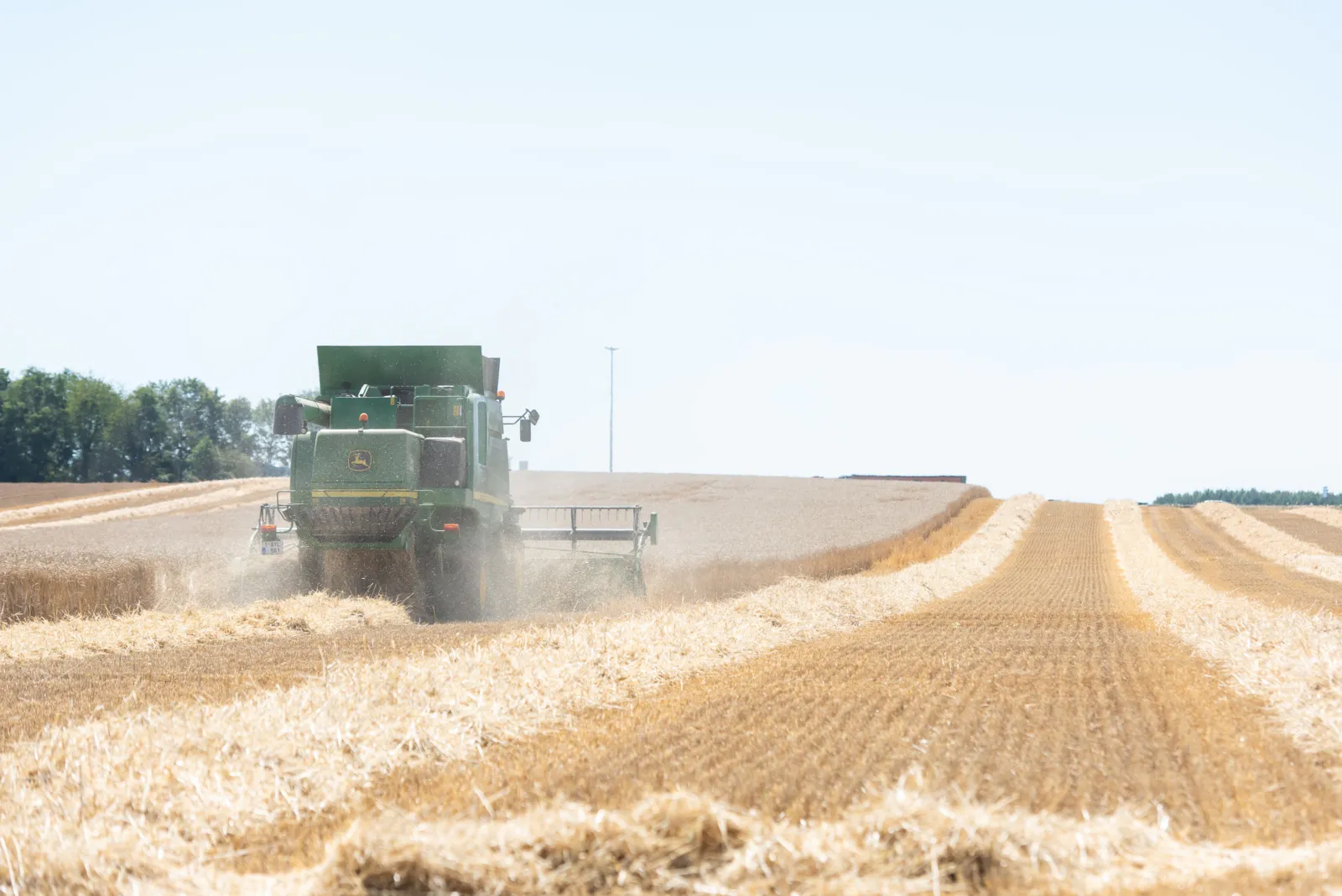 A combine harvesting the wheat
