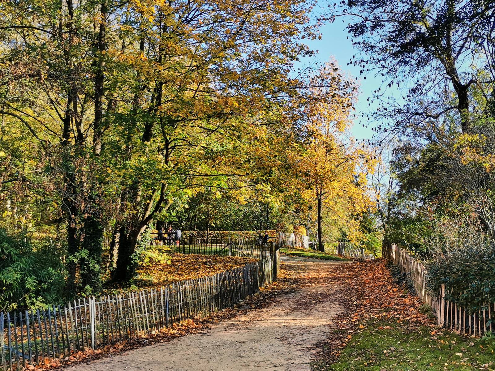 View of a park during autumn