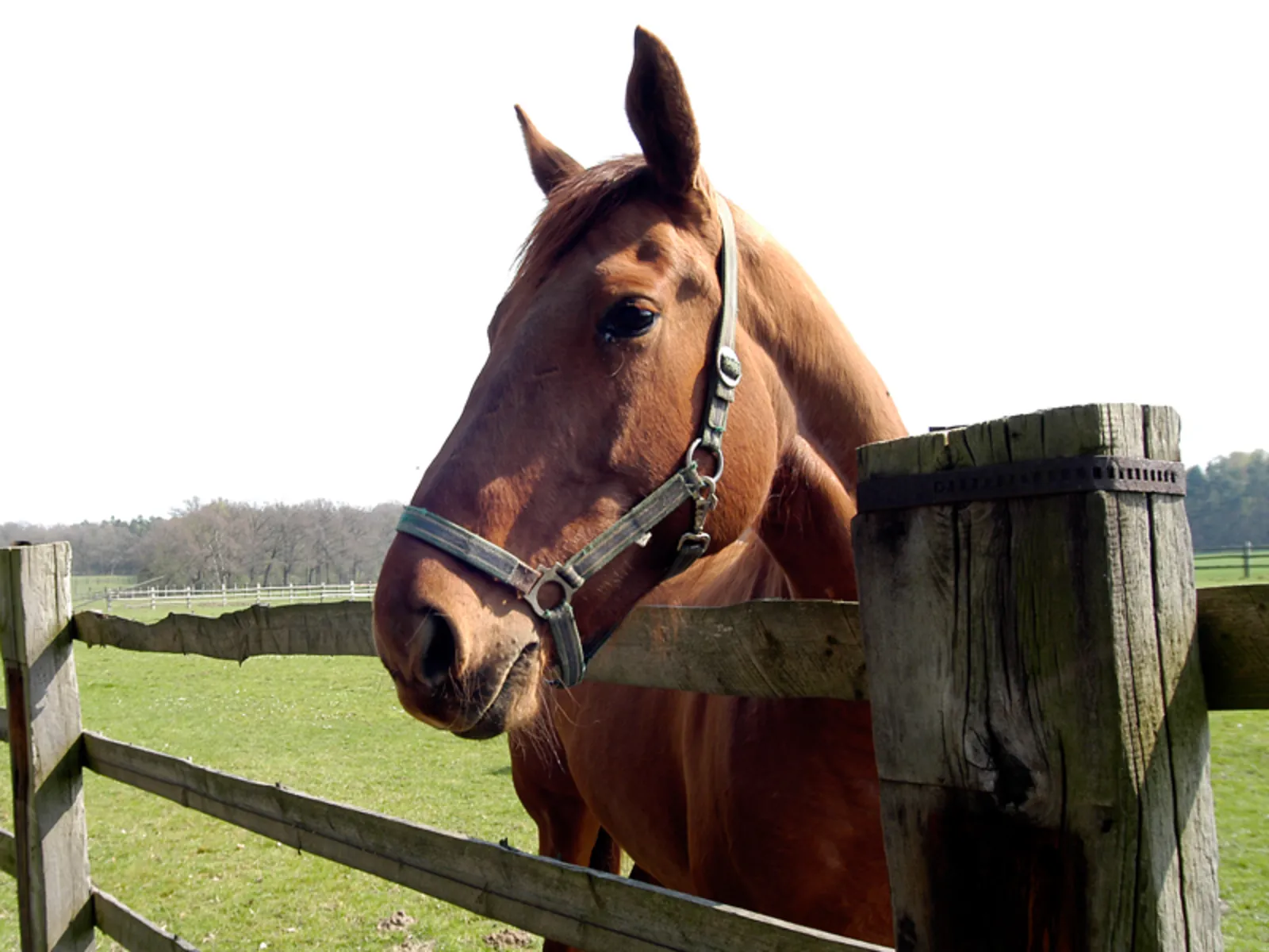 Pferd