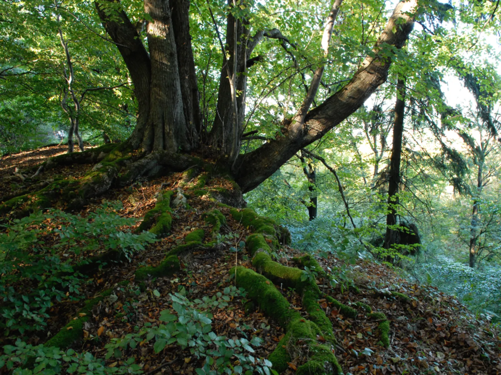 Der Baum hat mehrere Stämme ausgebildet und wächst auf einem kleinen Hügel. Auf dem Waldboden liegt altes Laub.
