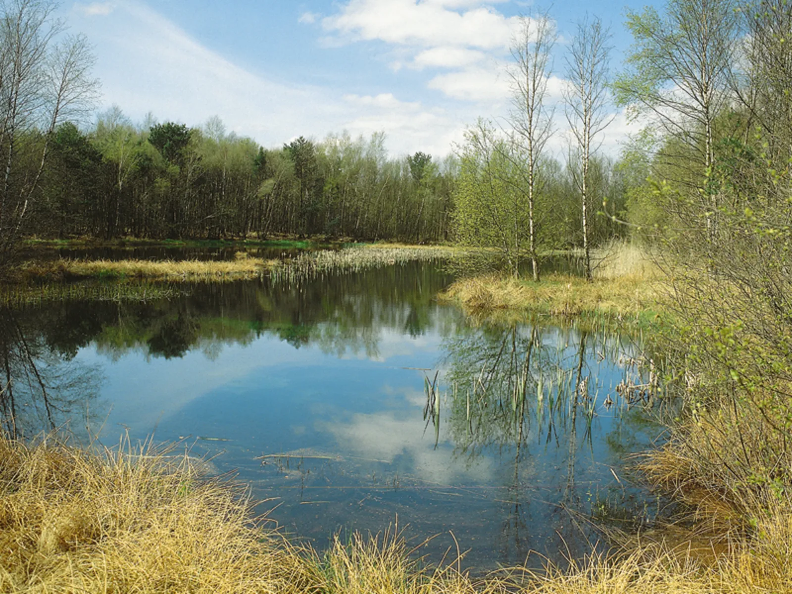 Trockenes Gras, ein See, umgeben von Birken und einem Mischwald