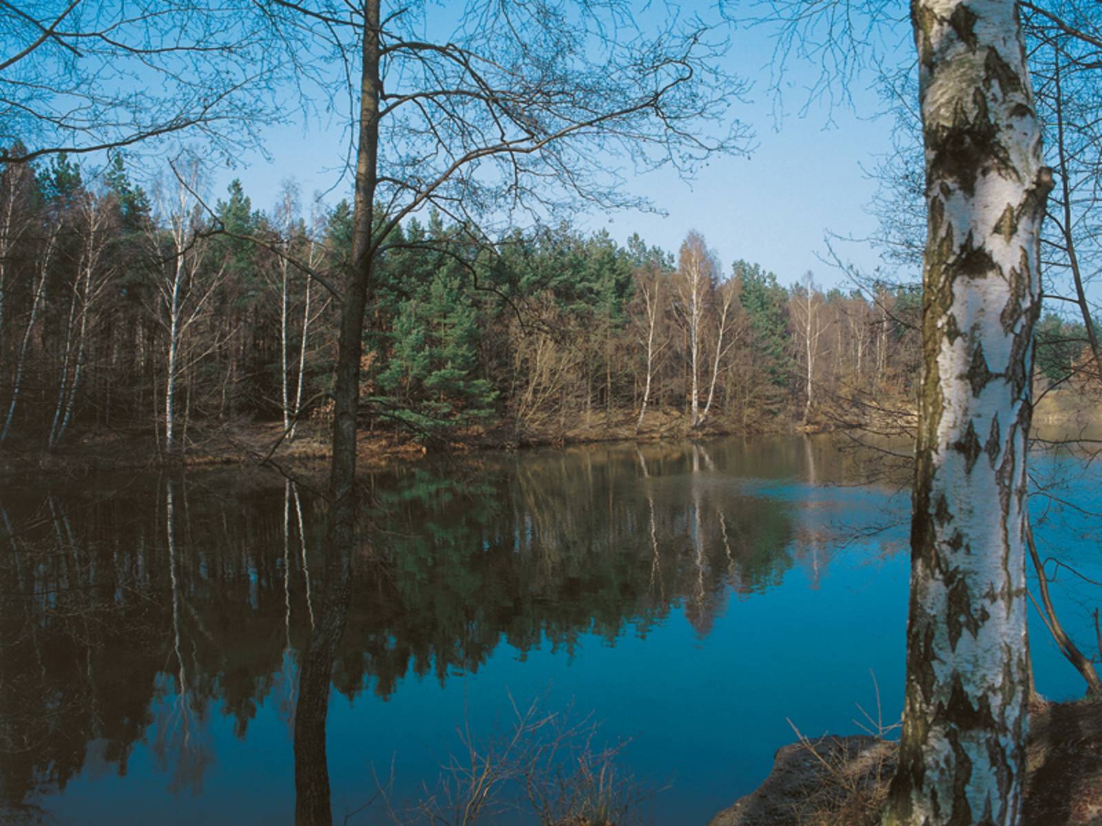 Dunkleblau erscheinender See mit Birken im Vordergrund, im Hintergrund Nadelbäumer