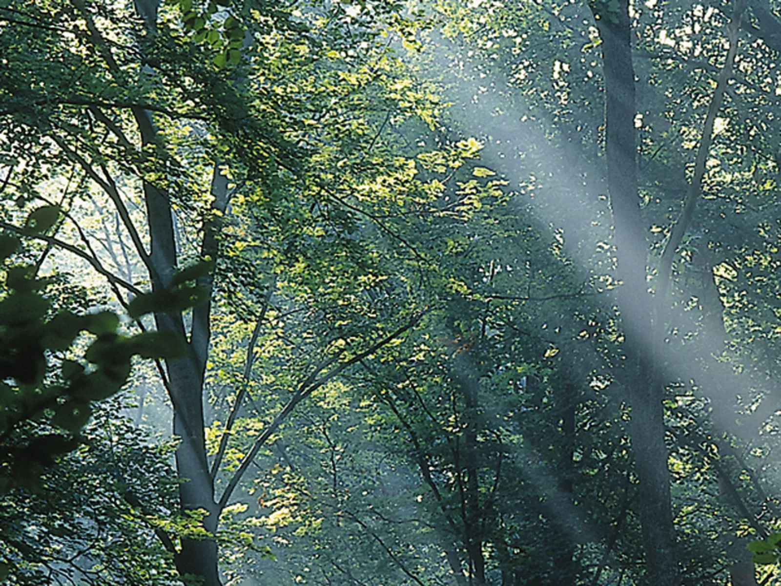 Sonnenlicht, dass durch die Blätter in einem Laubwald fällt