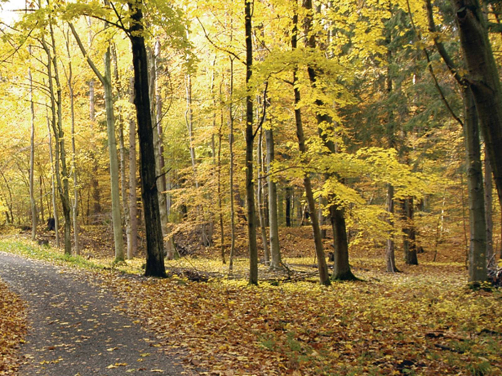 Laubwald im Herbst, im Hintergrund ein Hügel