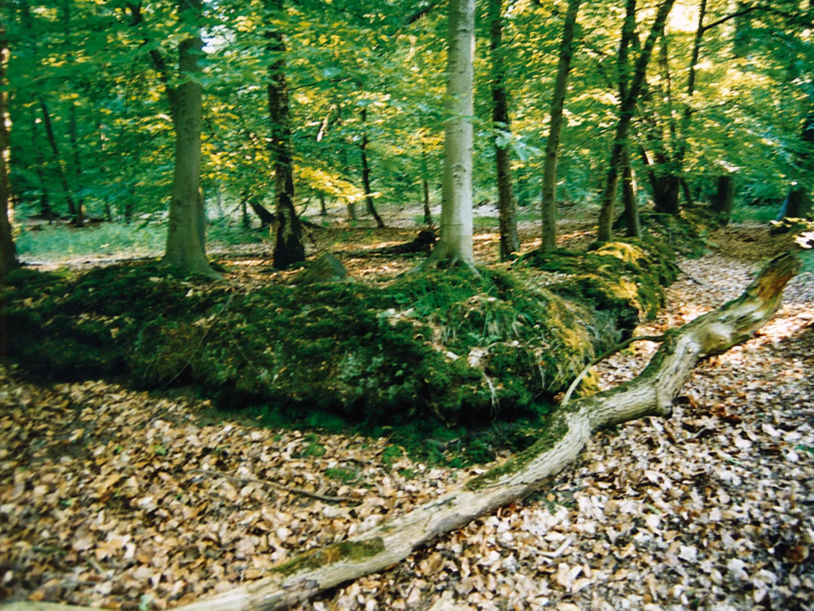 Mit Moos überwucherter Wall in einem Laubwald