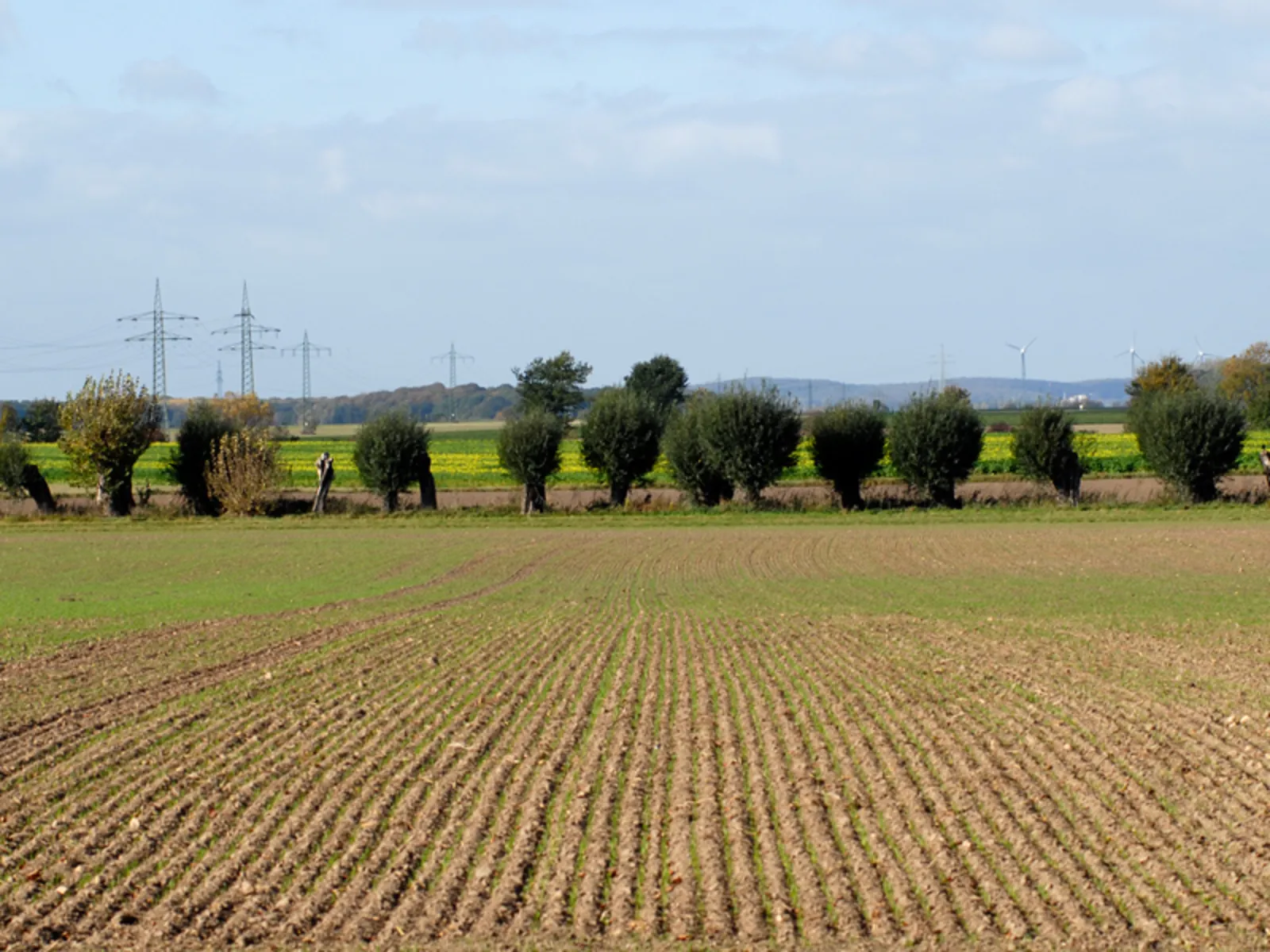 Ackerfurchen, im Hintergrund ein mit Bäumen gesäumter Weg