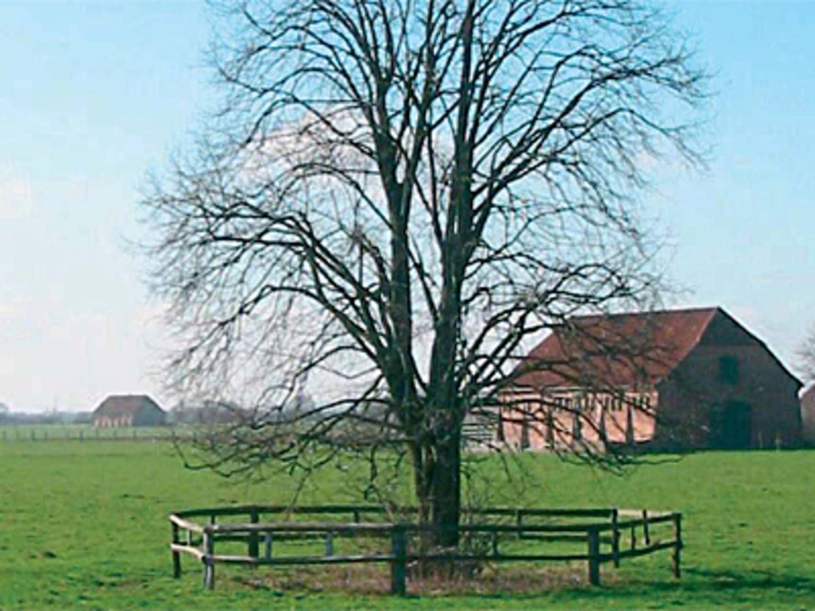 Ein Baum auf einer Weide, der von einem Holzzaun umgeben ist