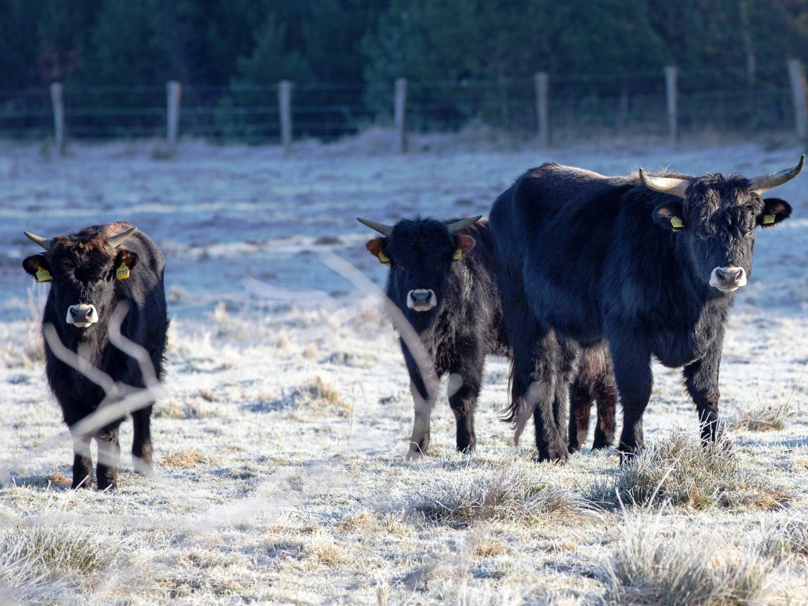 Drei Rinder in winterlicher Landschaft.