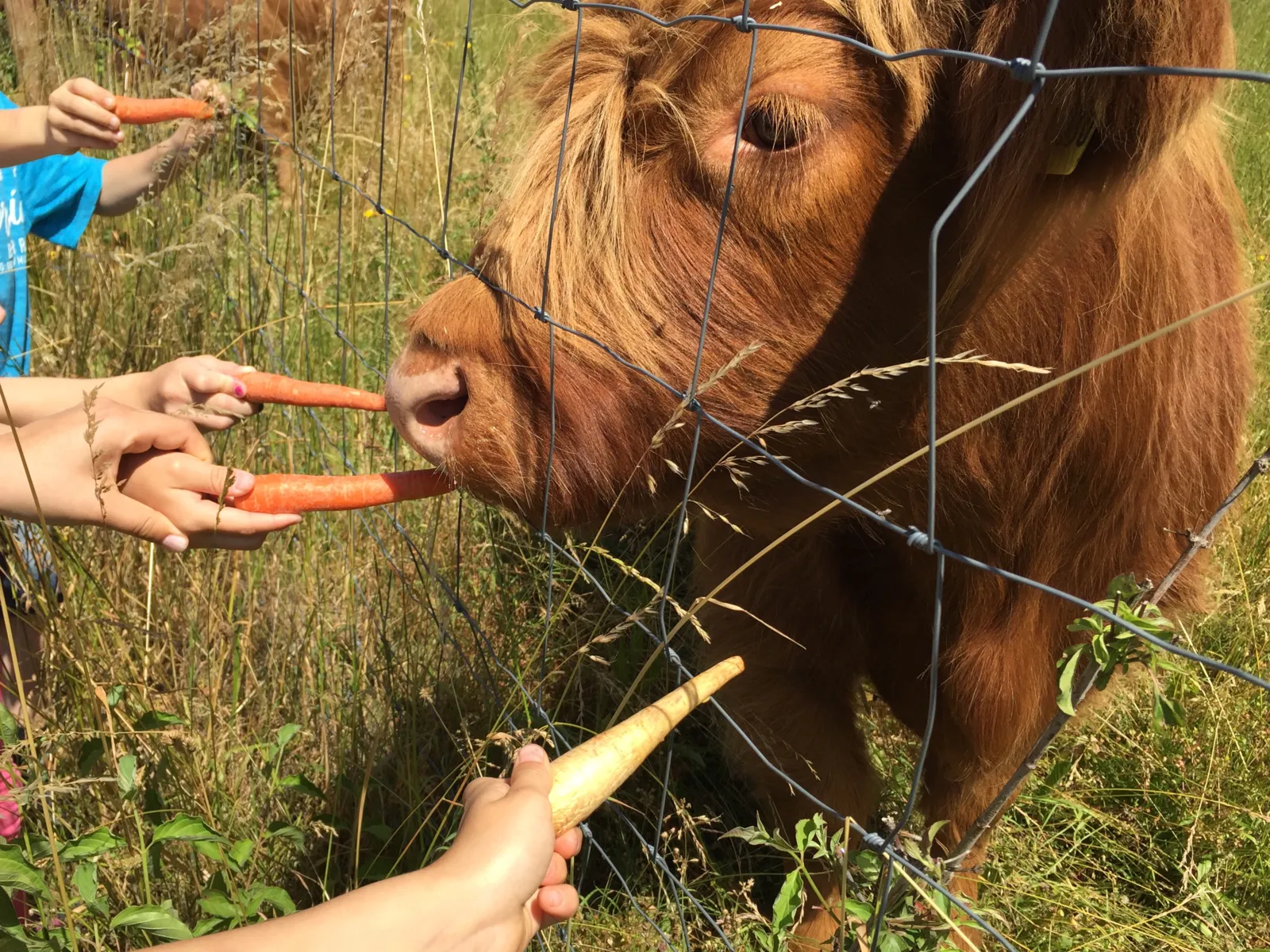 Kinderhände mit Möhren, ein Rind hinter einem Weidezaun, das gefüttert wird