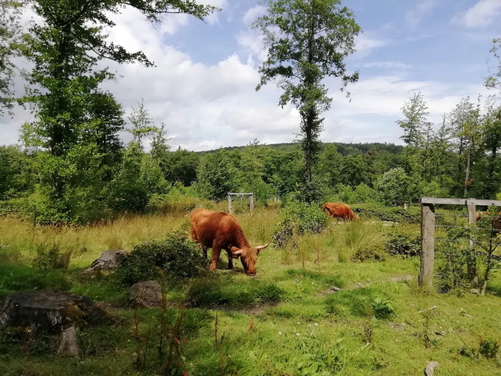 R&ouml;tliche Rinder in einem Waldgebiet