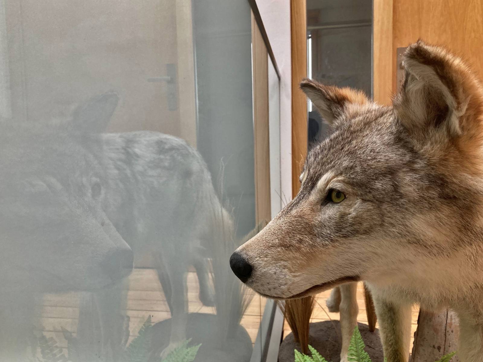 Ein präparierter Wolf blickt durch eine Glasscheibe, dabei ist dessen Spiegelbild im Glas zu erkennen.