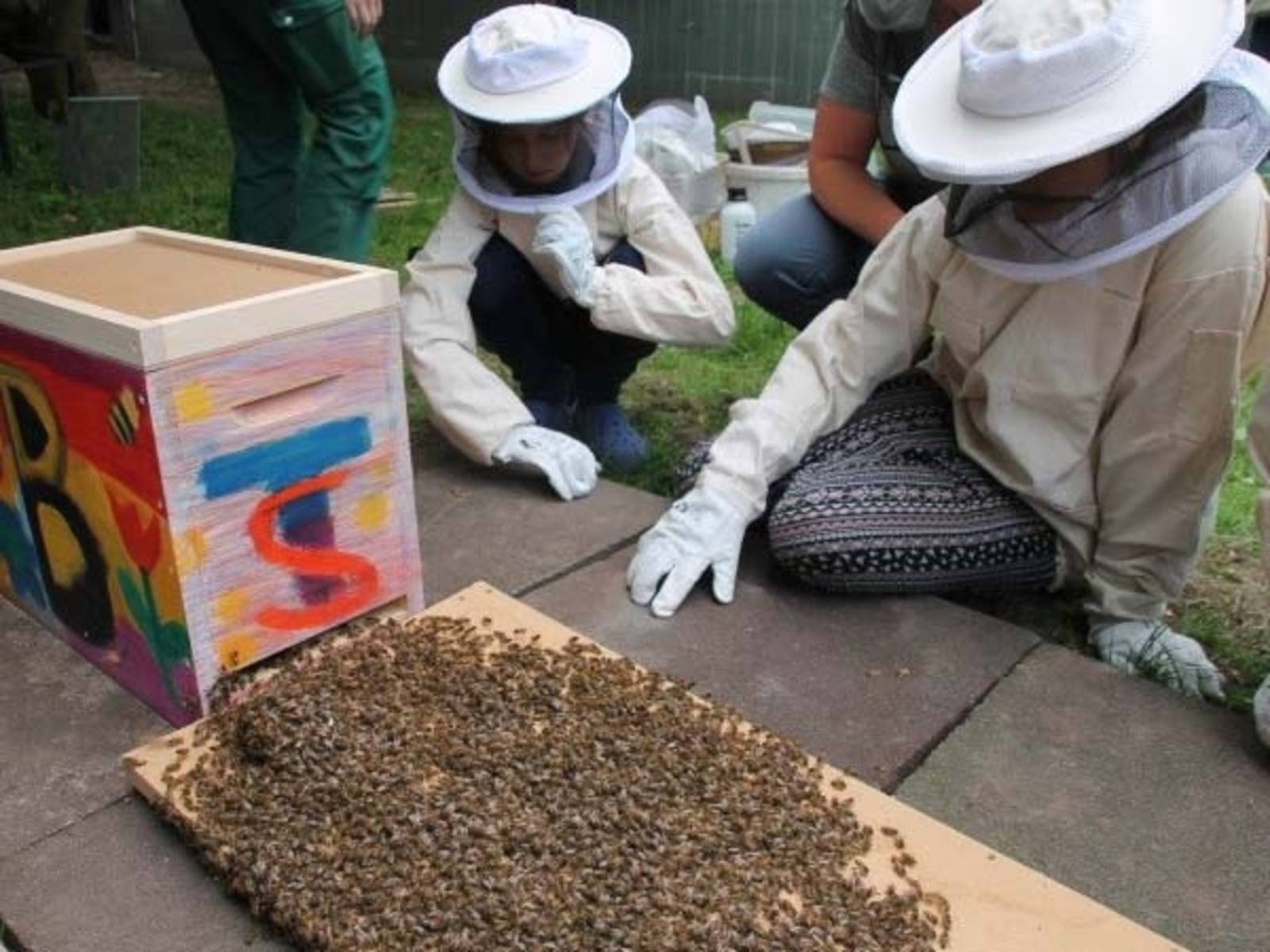 Kinder, die Bienen beobachten, die in einen Stock krabbeln. 
