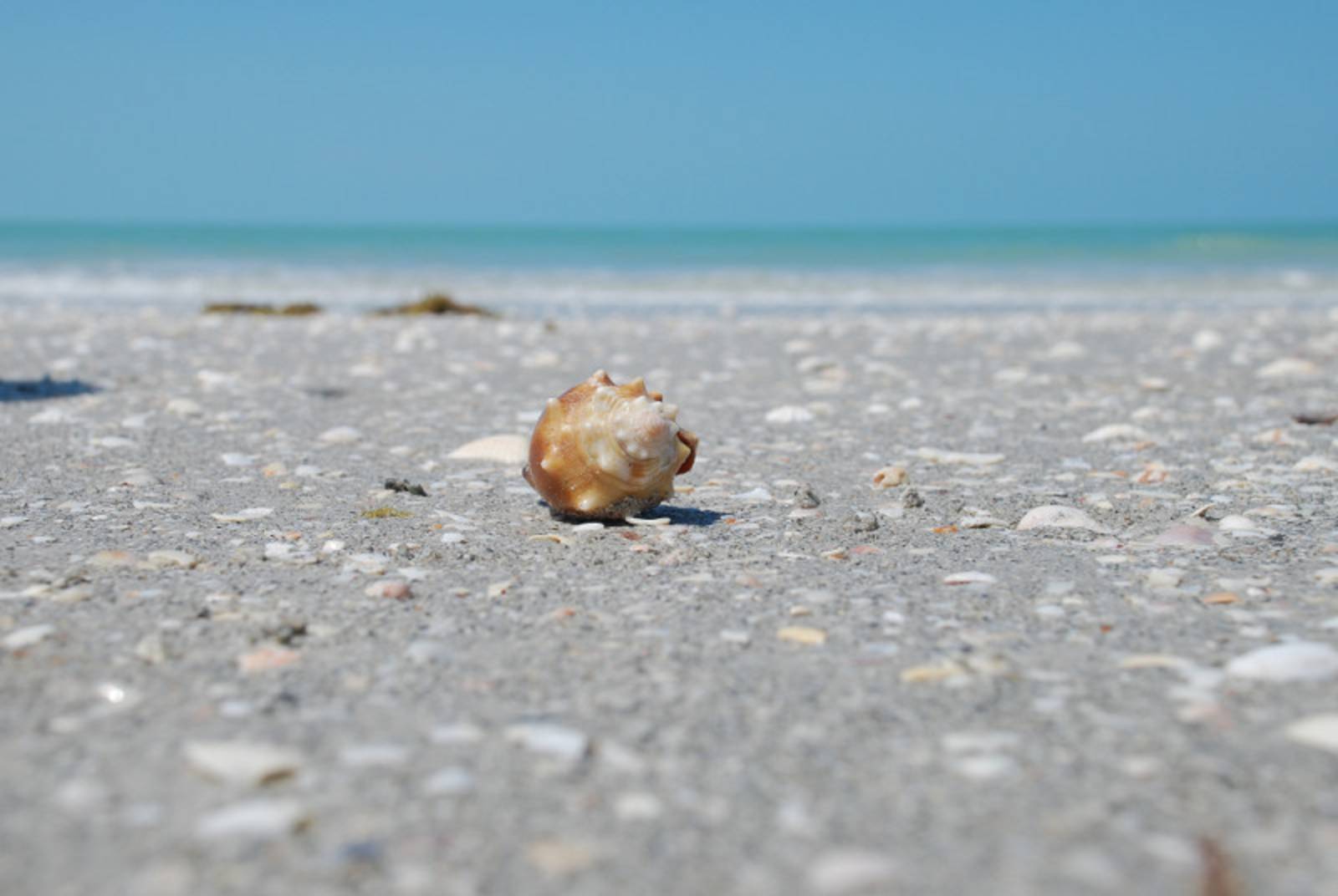 Nahaufname einer Muschel am Strand, im Hintergrund grünliches Meer und blauer Himmel