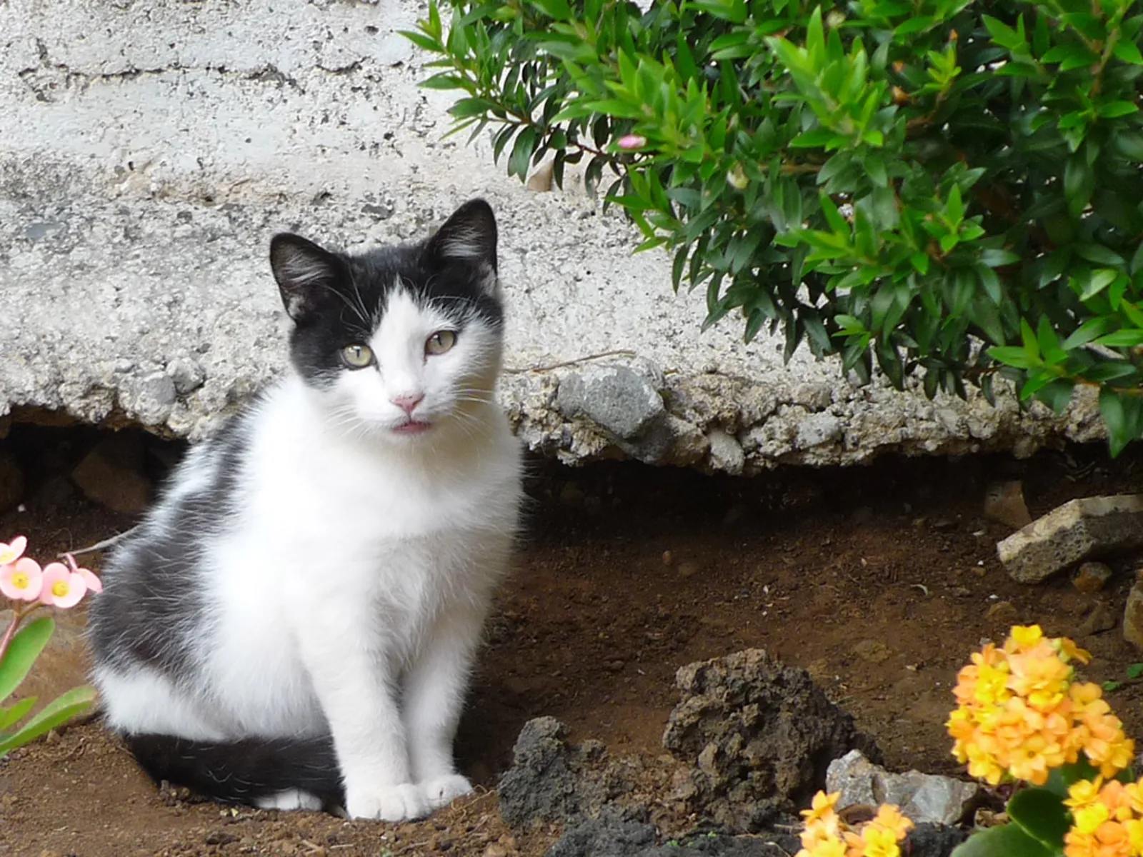 Freilaufende Katze