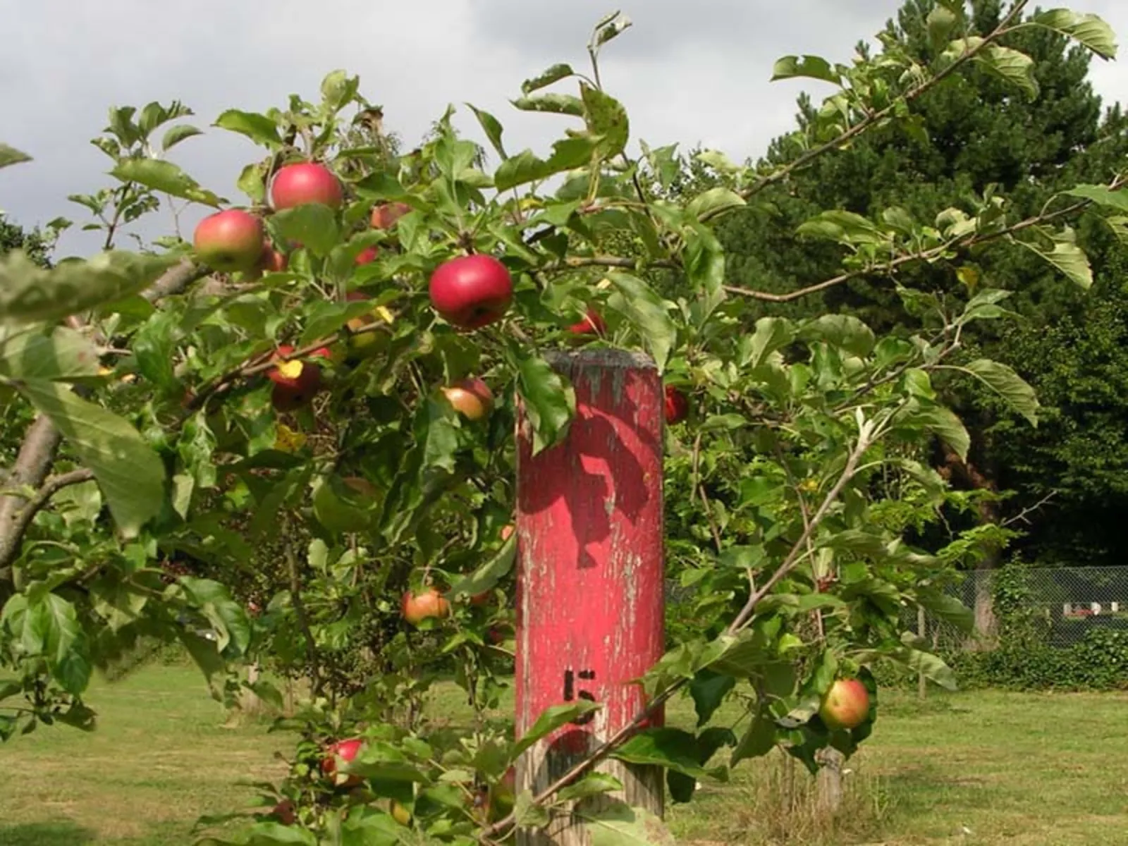 Apfelbaum, der im Freundschaftshain gepflanzt wurde