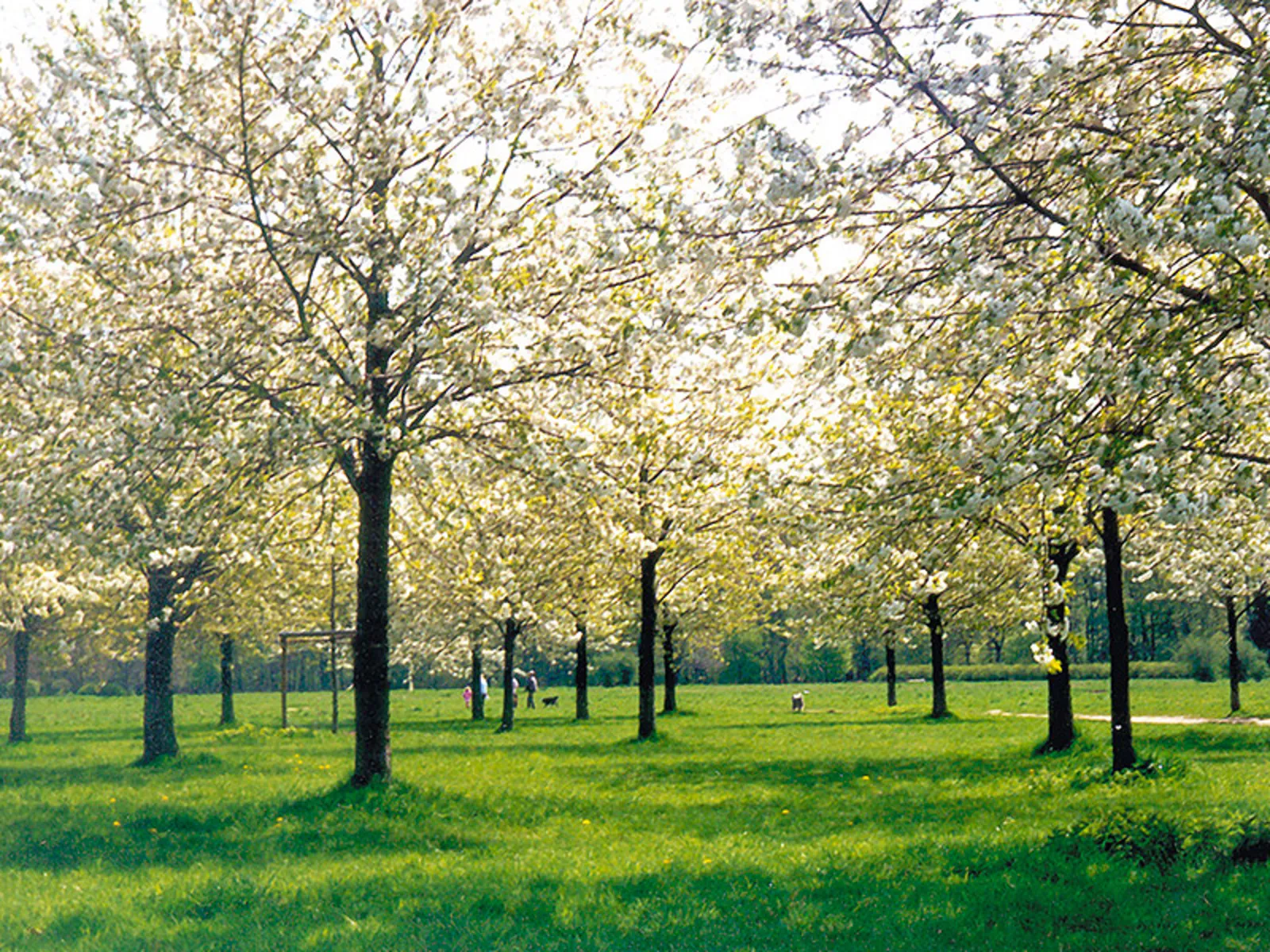 Kirschebäume im Hiroshima Gedenkhain