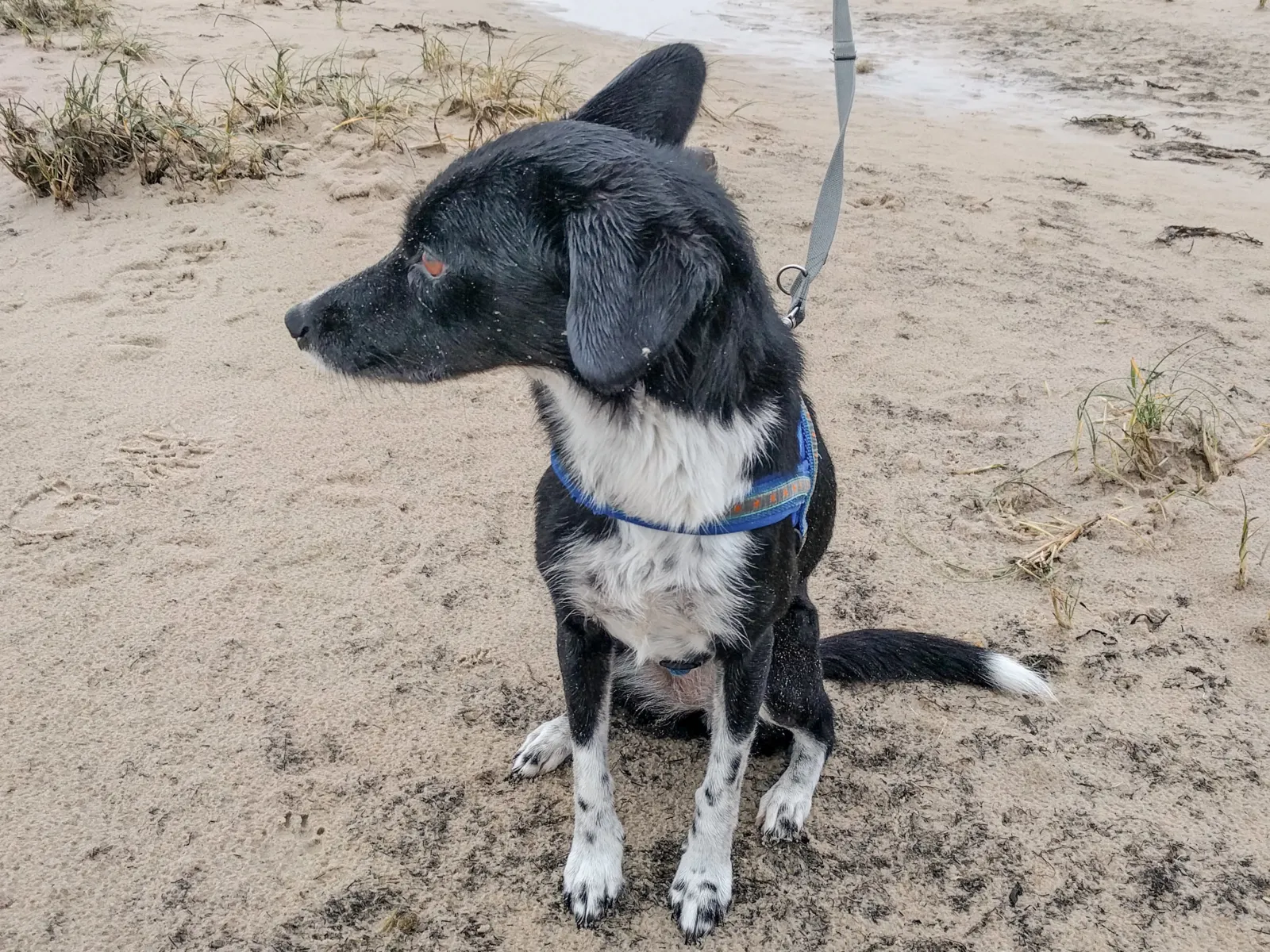 Ein schwarz weißer Hund an einer grauen Leine.